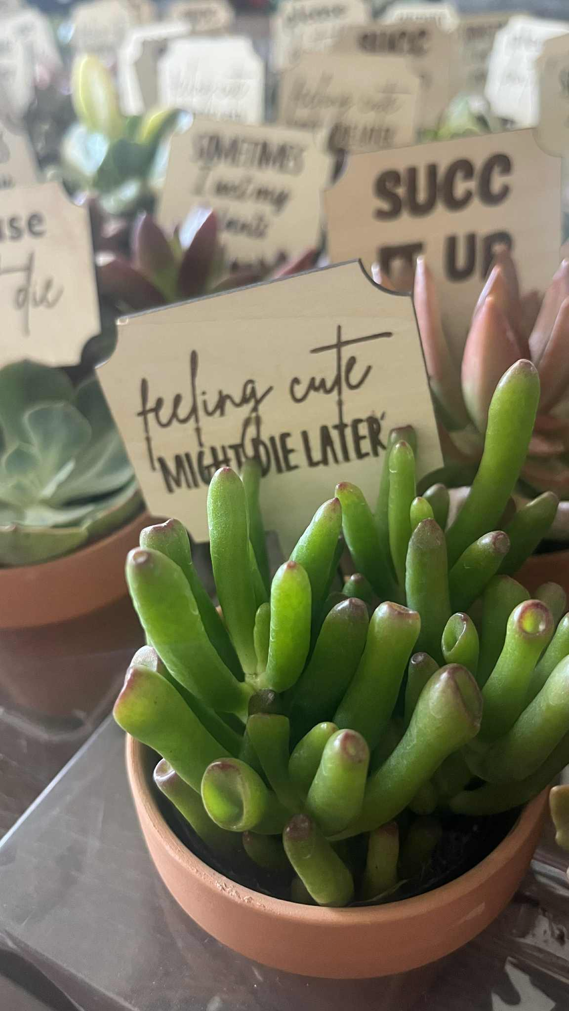 education conference gift plant