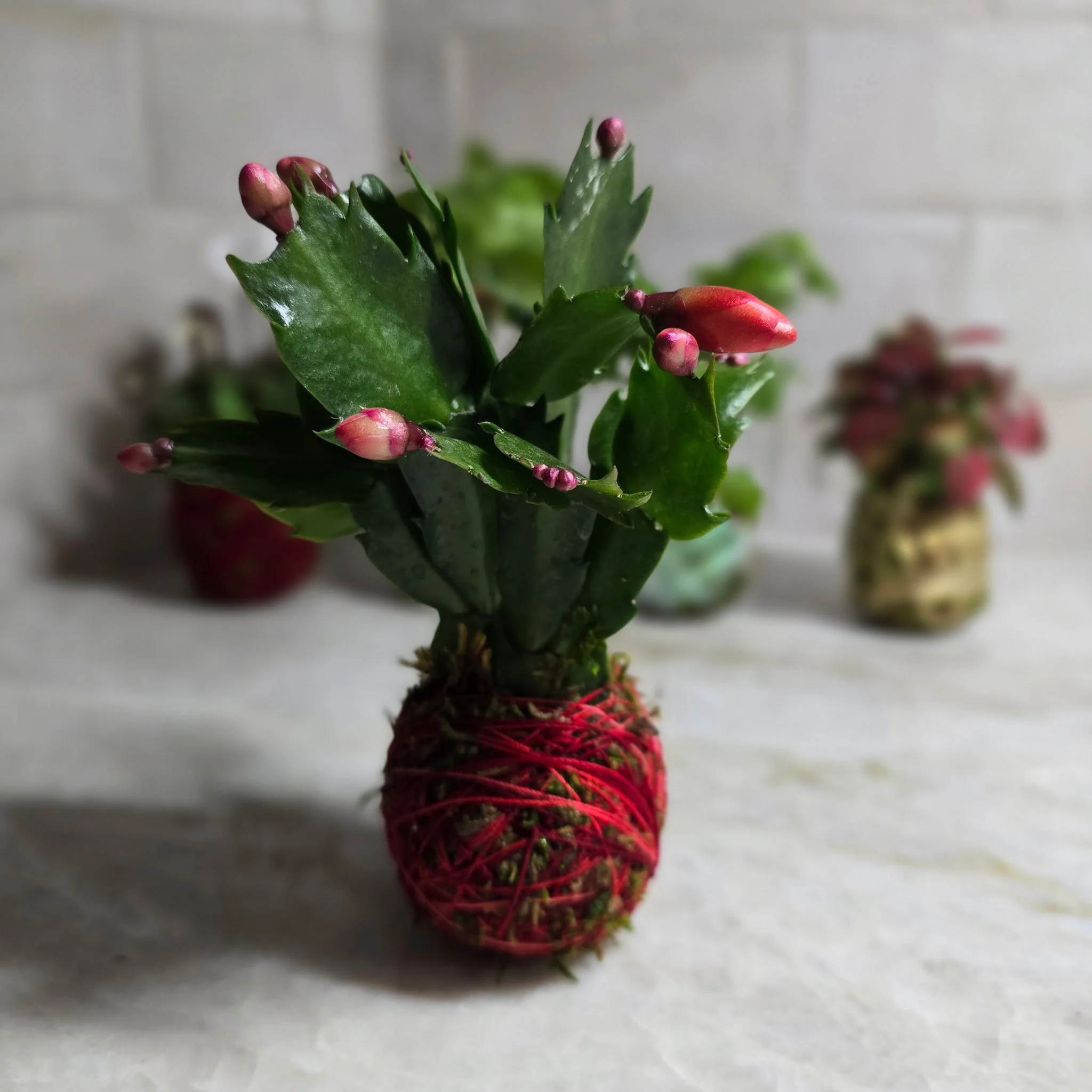 Elevated Green: One Holiday Kokedama Ornament