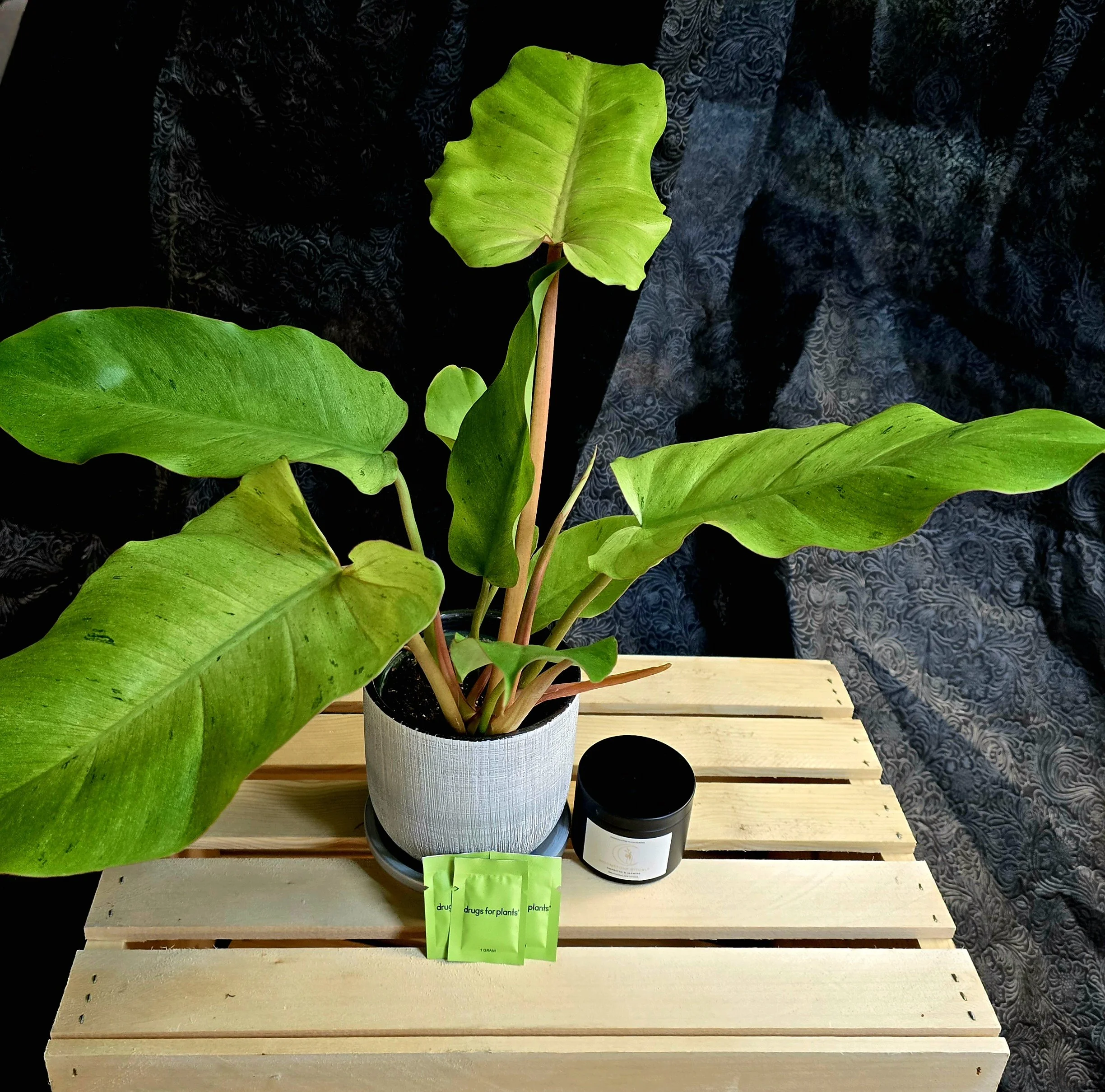 🌿 Elevated Quarterly – The Box that Elevates you