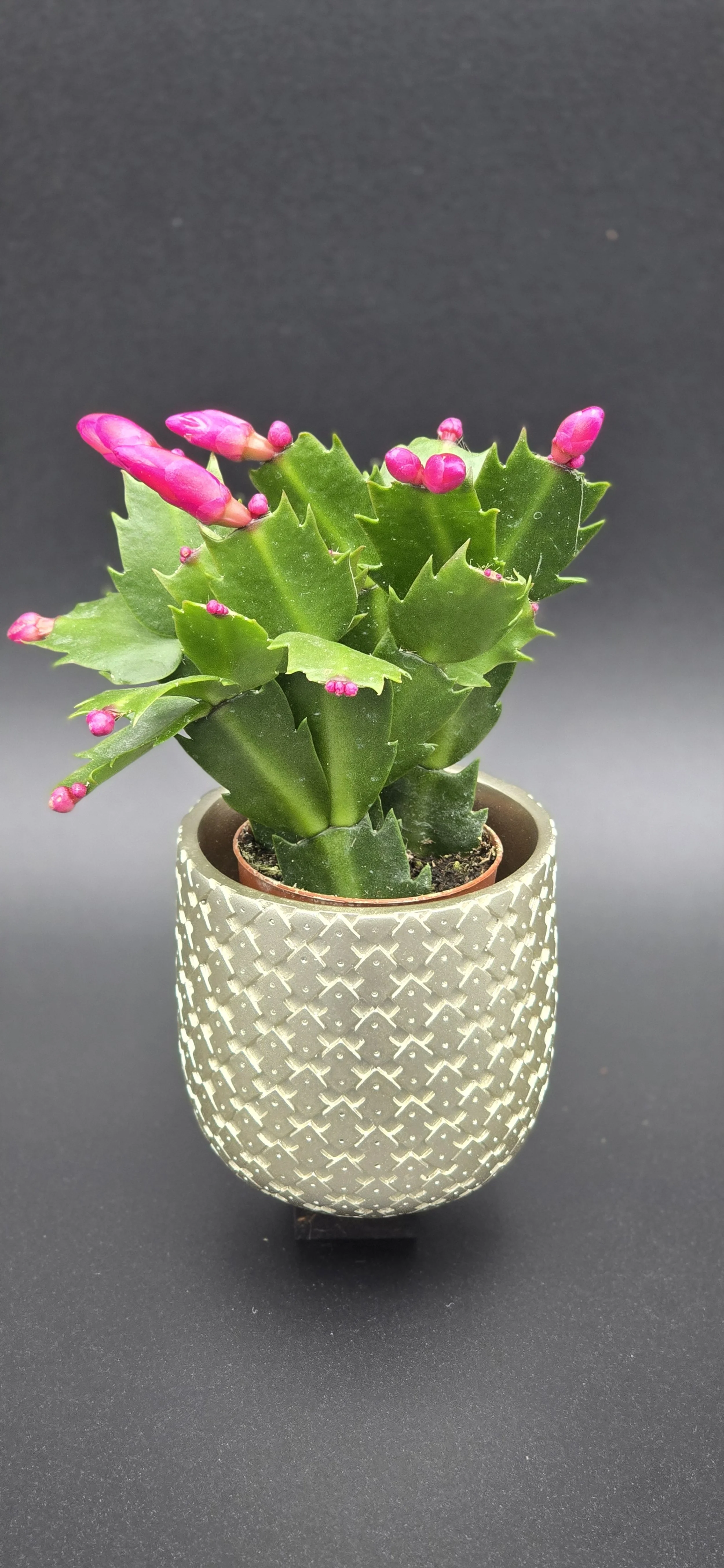 Stagma Succulent Planter – Whimsical Ceramic Pots