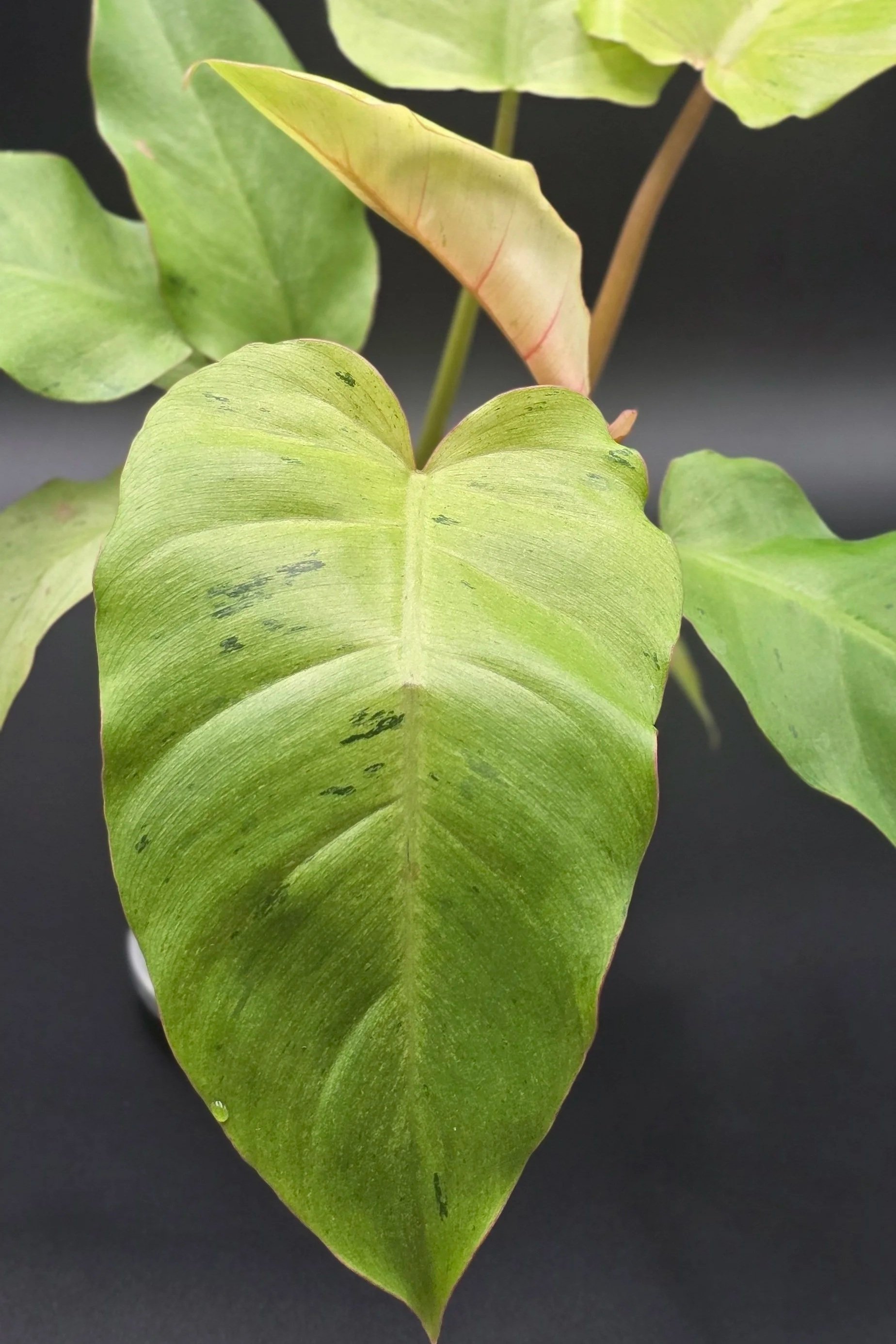 🌿 Philodendron ‘Snowdrift’