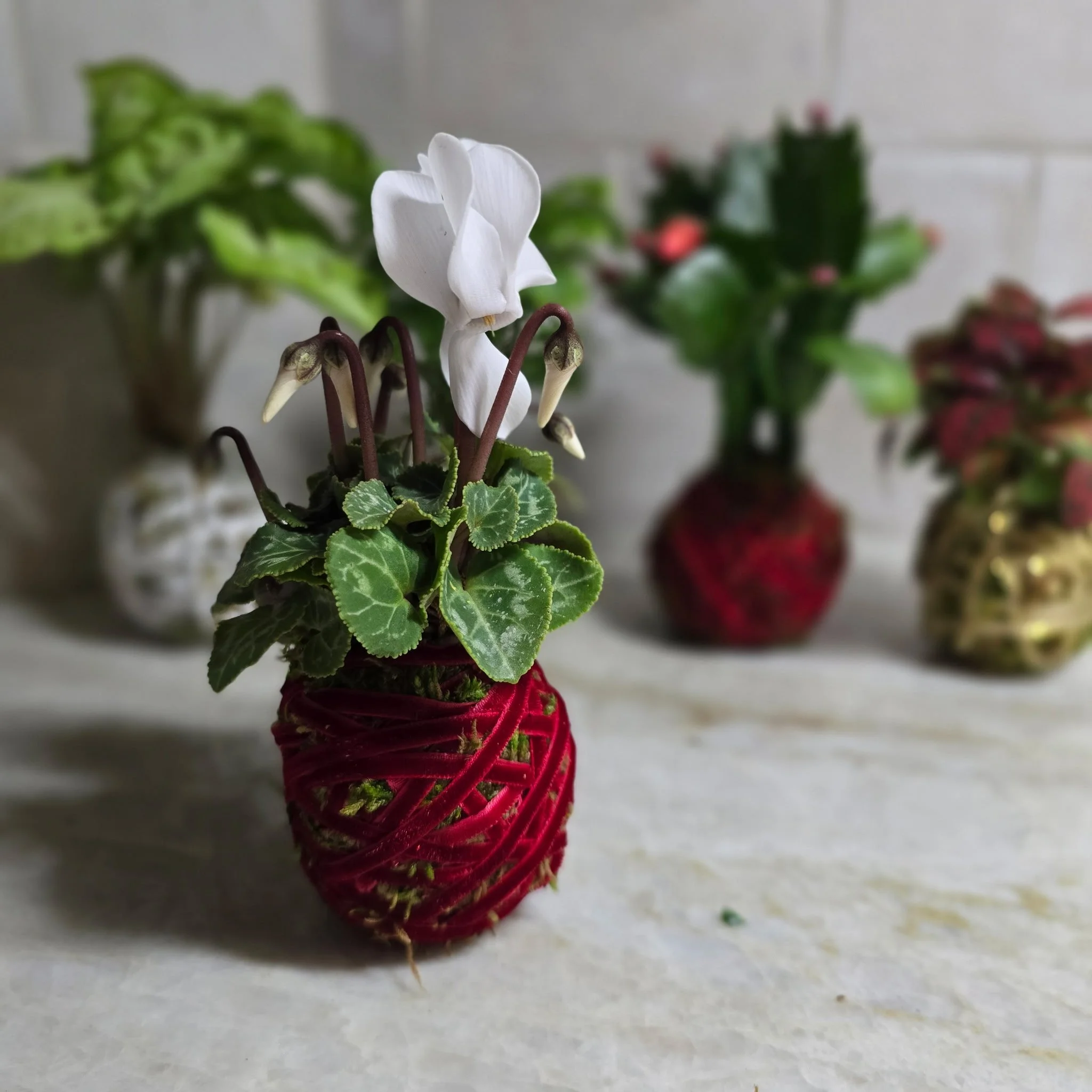 Elevated Green: Two Holiday Kokedama Ornaments