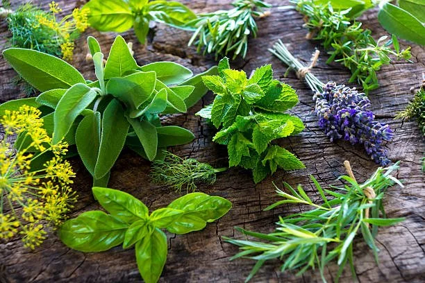 Fresh medicinal herbs commonly grown for natural remedies at home