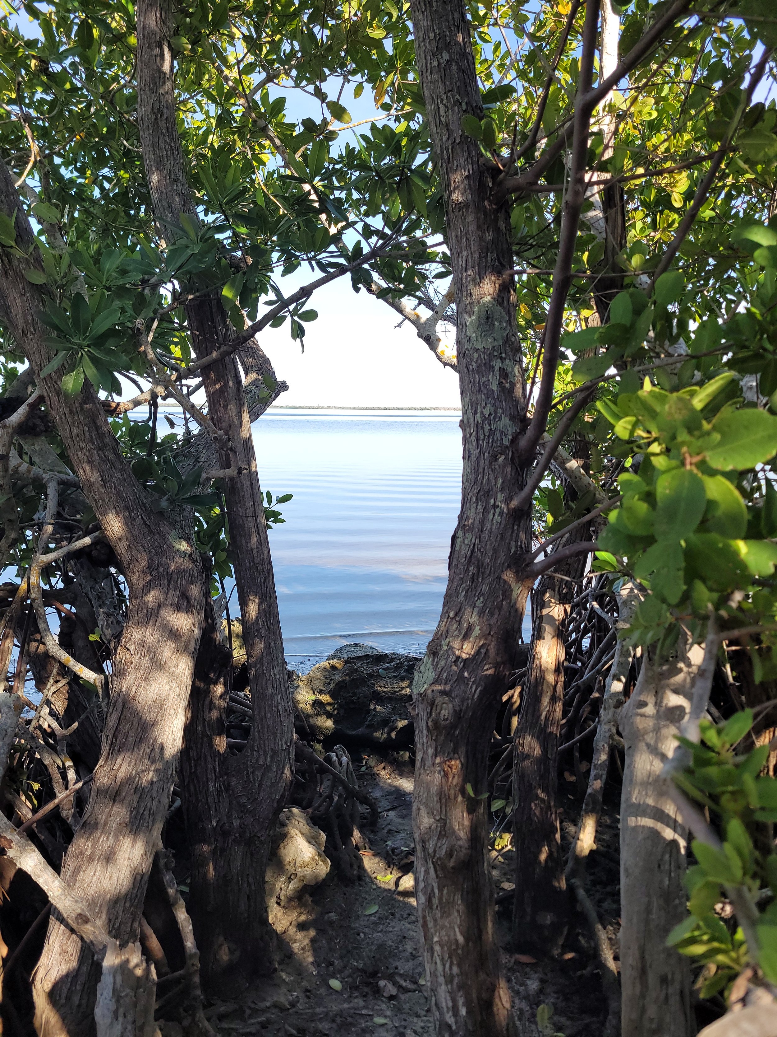 A calming view through the mangoves of water and a clear blue sky.
