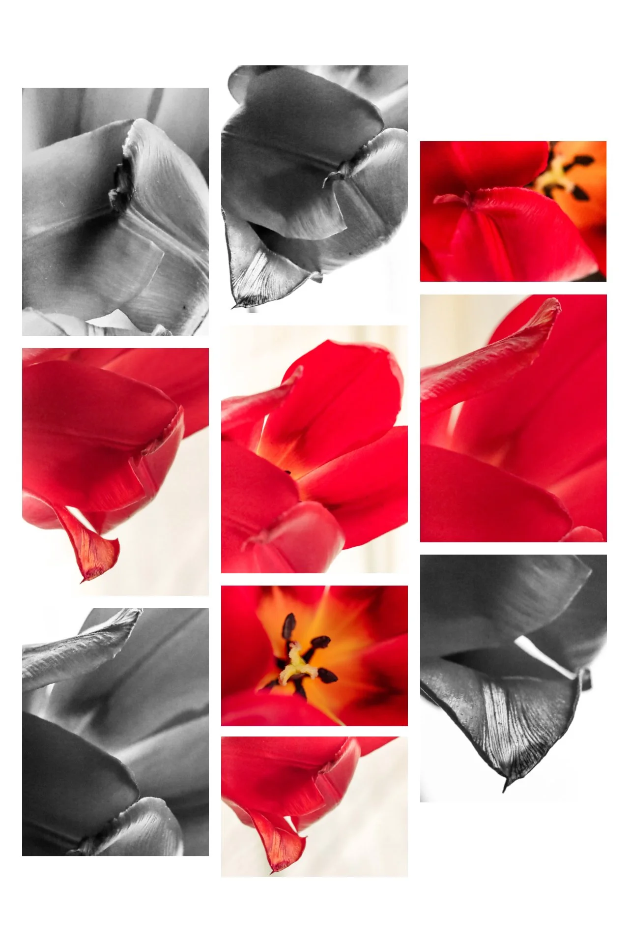 Farbige und schwarze und weiße Nahaufnahmen von Tulpen mit Fokus auf Blütenblätter und Staubgefäße.