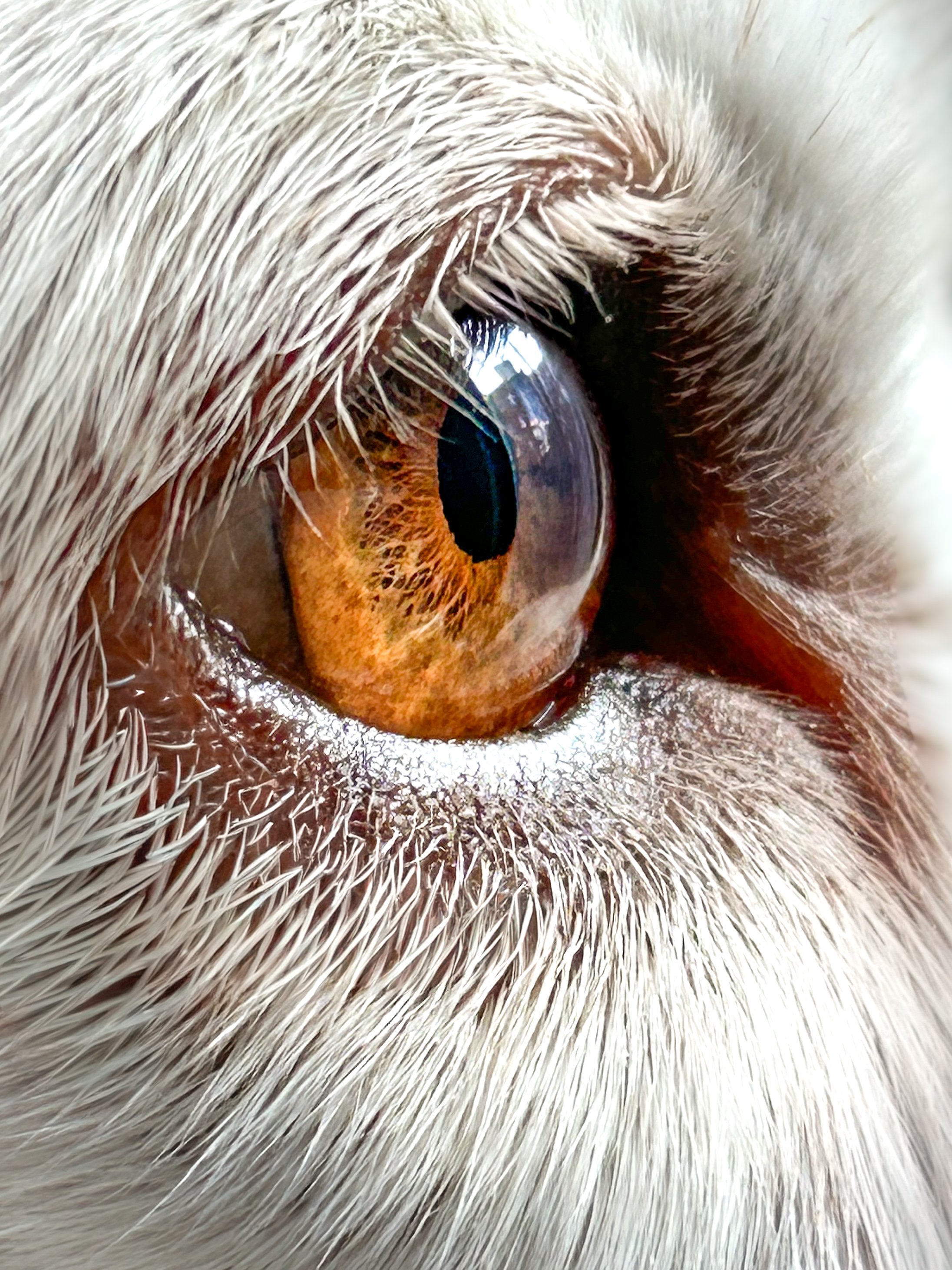 Nahaufnahme eines braunen Katzenauges mit weißen Wimpern und Fell