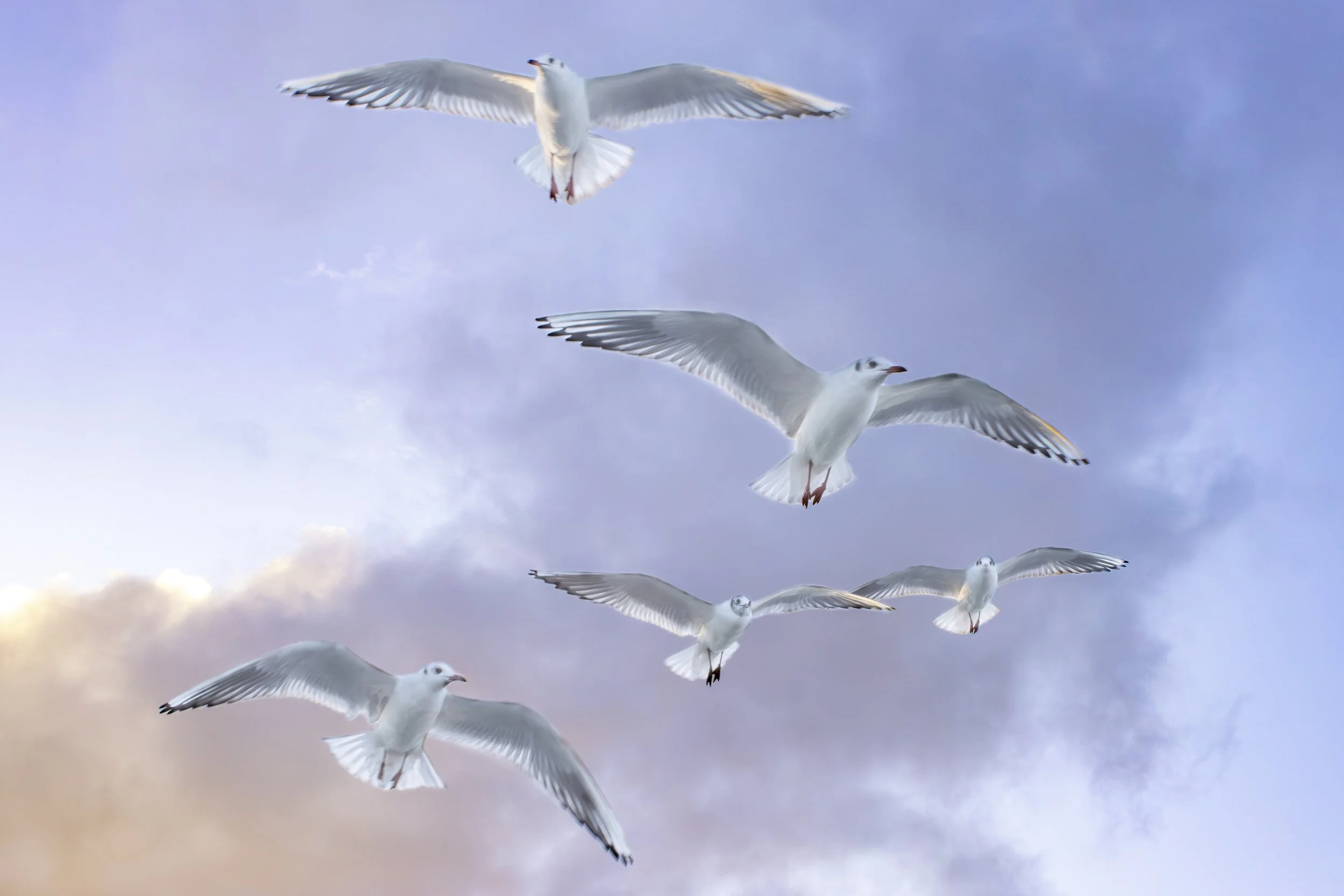 Fünf Möwen fliegen vor einem bewölkten Himmel