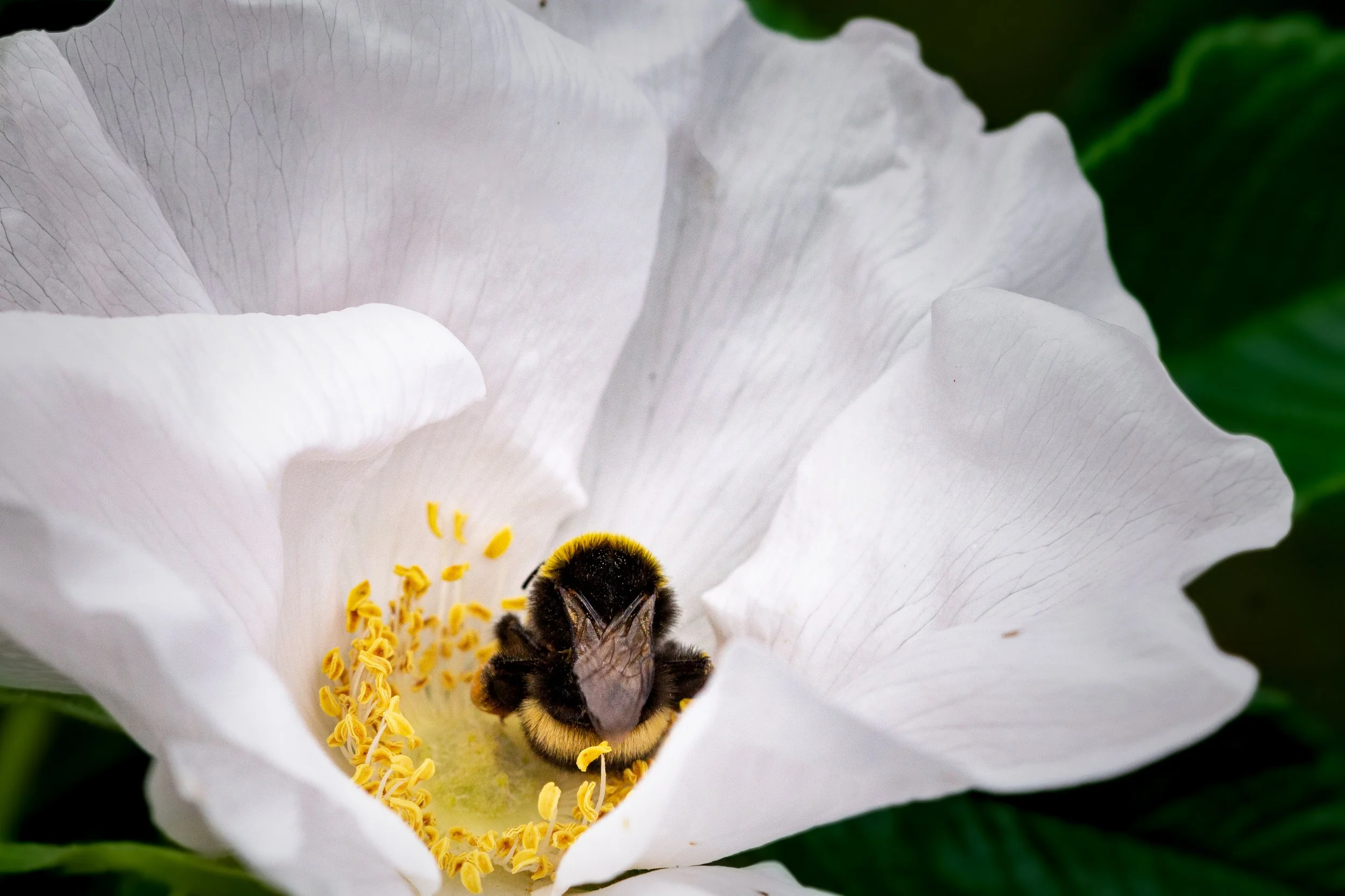 Eine Biene sammelt Nektar in einer weißen Blume, umgeben von grünen Blättern.