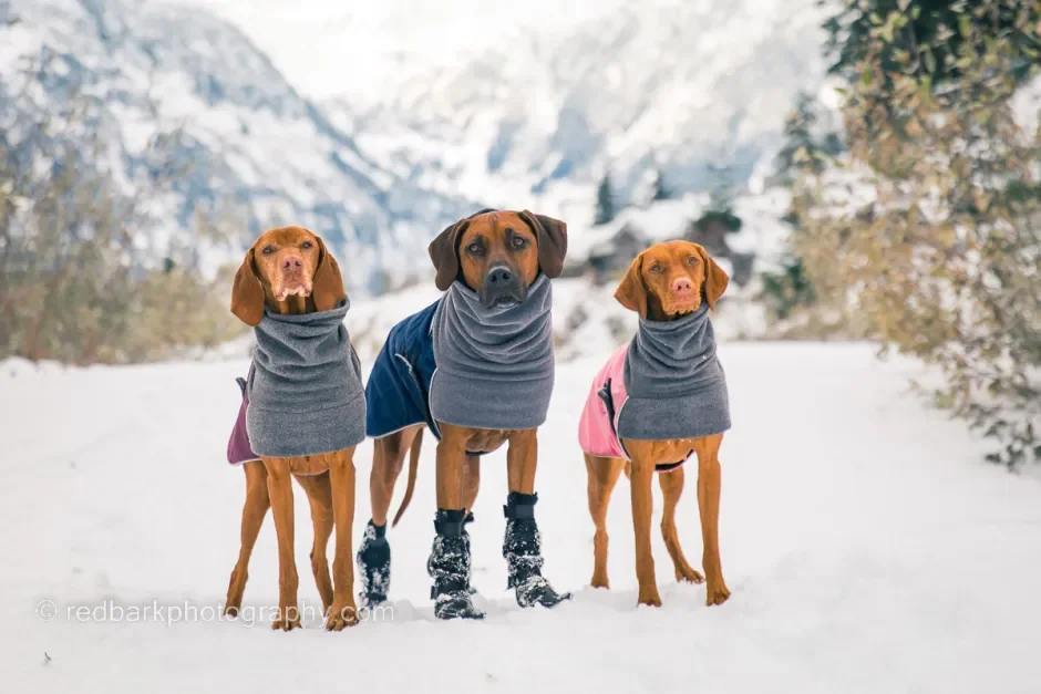 Jackets and Rain Gear For Dogs