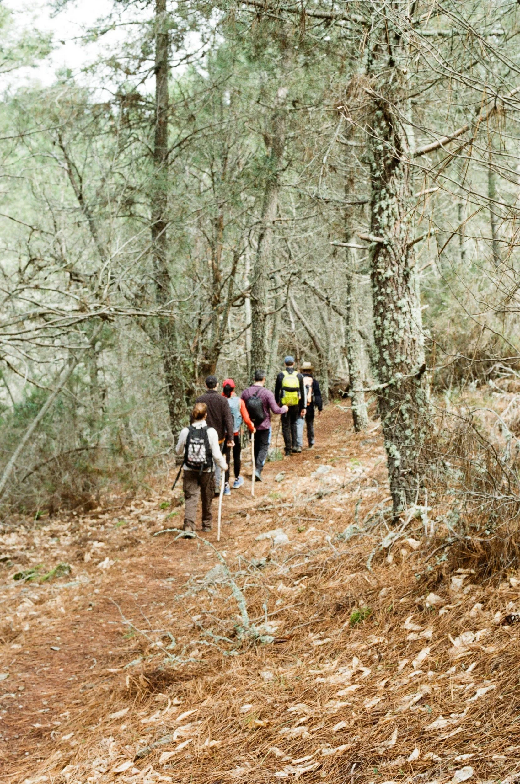 A group of hikers walking along a dirt trail through a wooded forest during daytime.