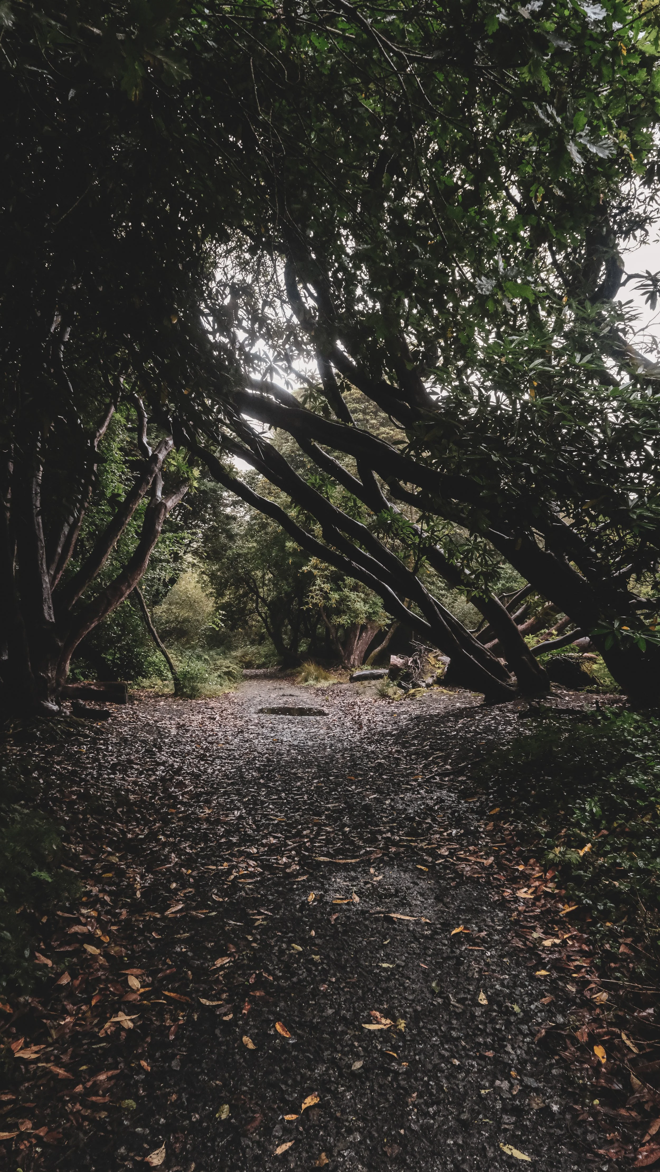 A forest trail with overhanging tree branches and wet trail surface with fallen leaves.