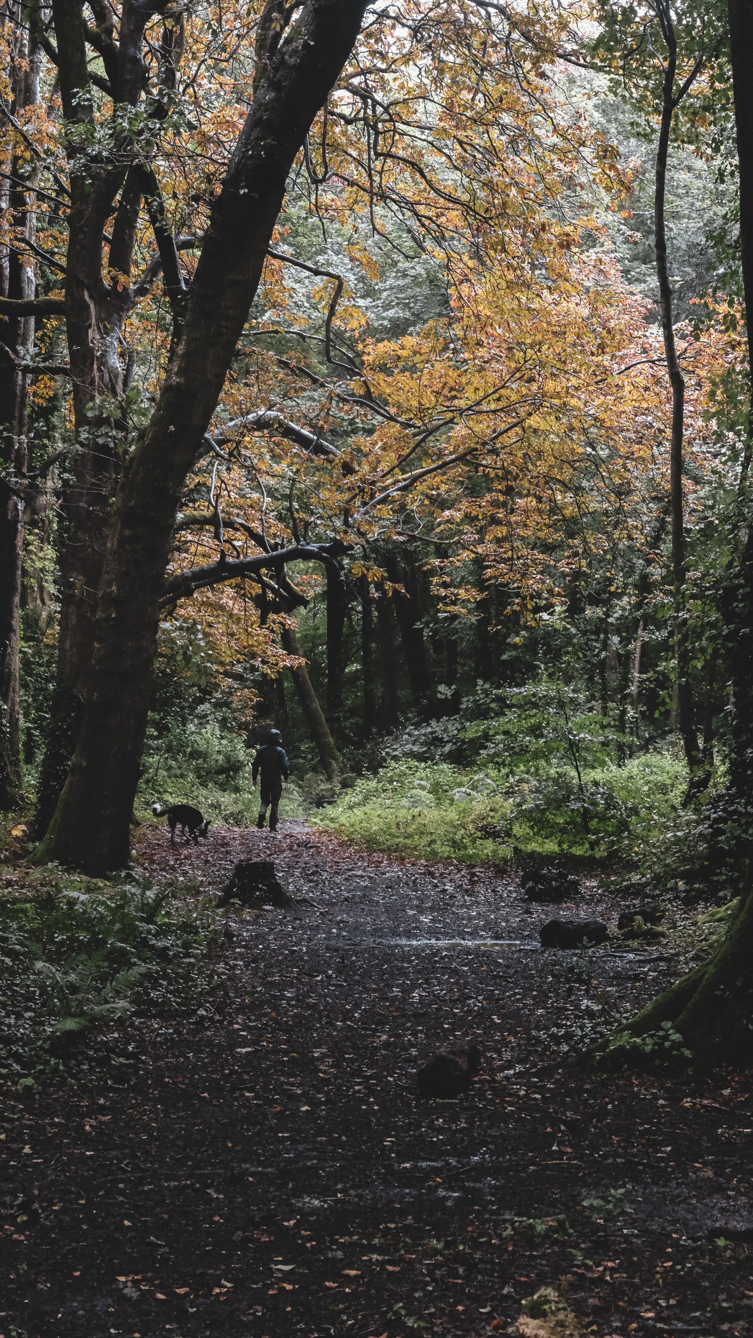A person walking a dog on a trail through a dense, autumn-colored forest with fallen leaves and some fallen trees.