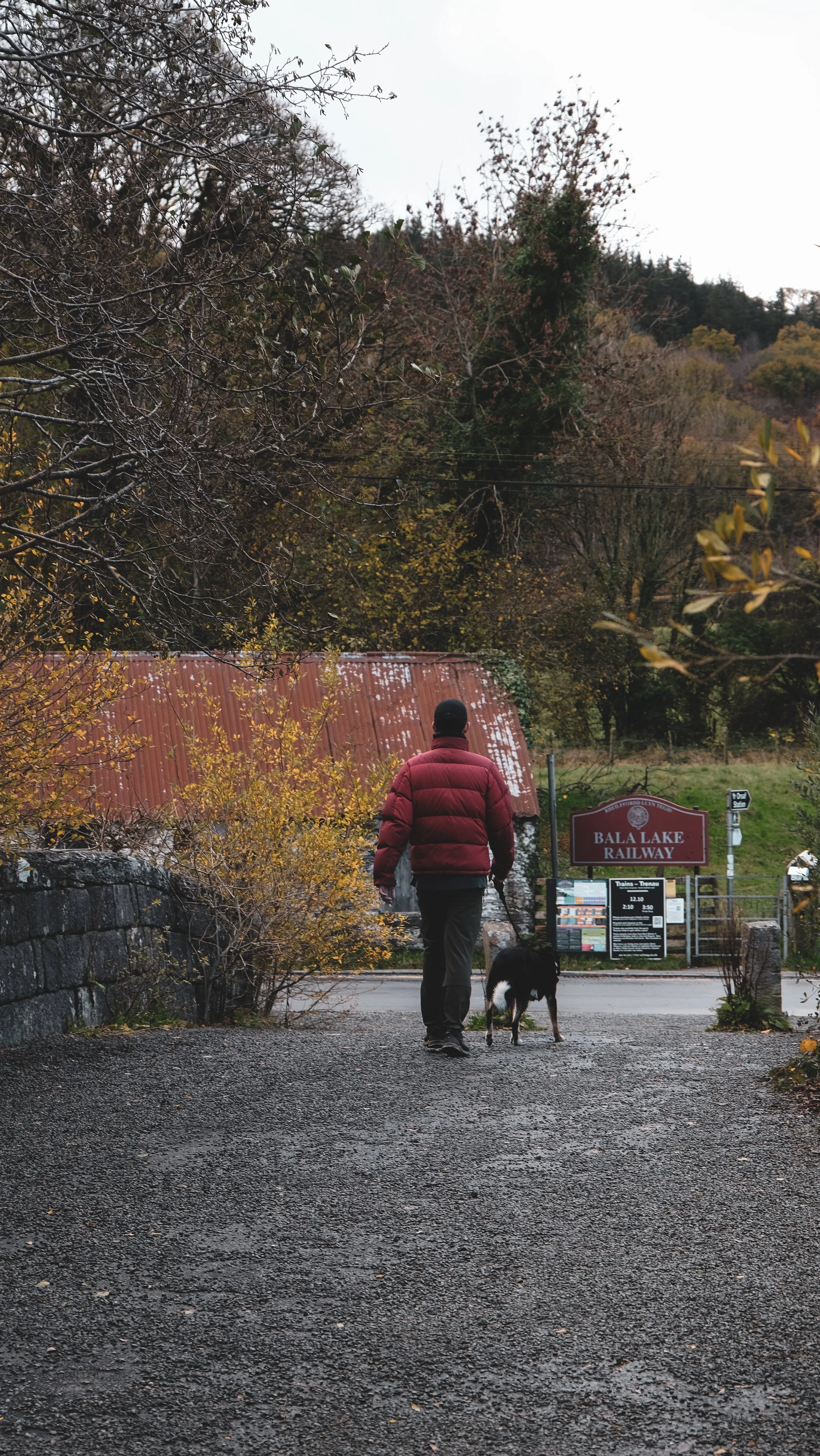 A man walking a dog along a gravel path toward a train station sign for Bala Lake Railway, with trees and a rusty roof in the background on a cloudy day.