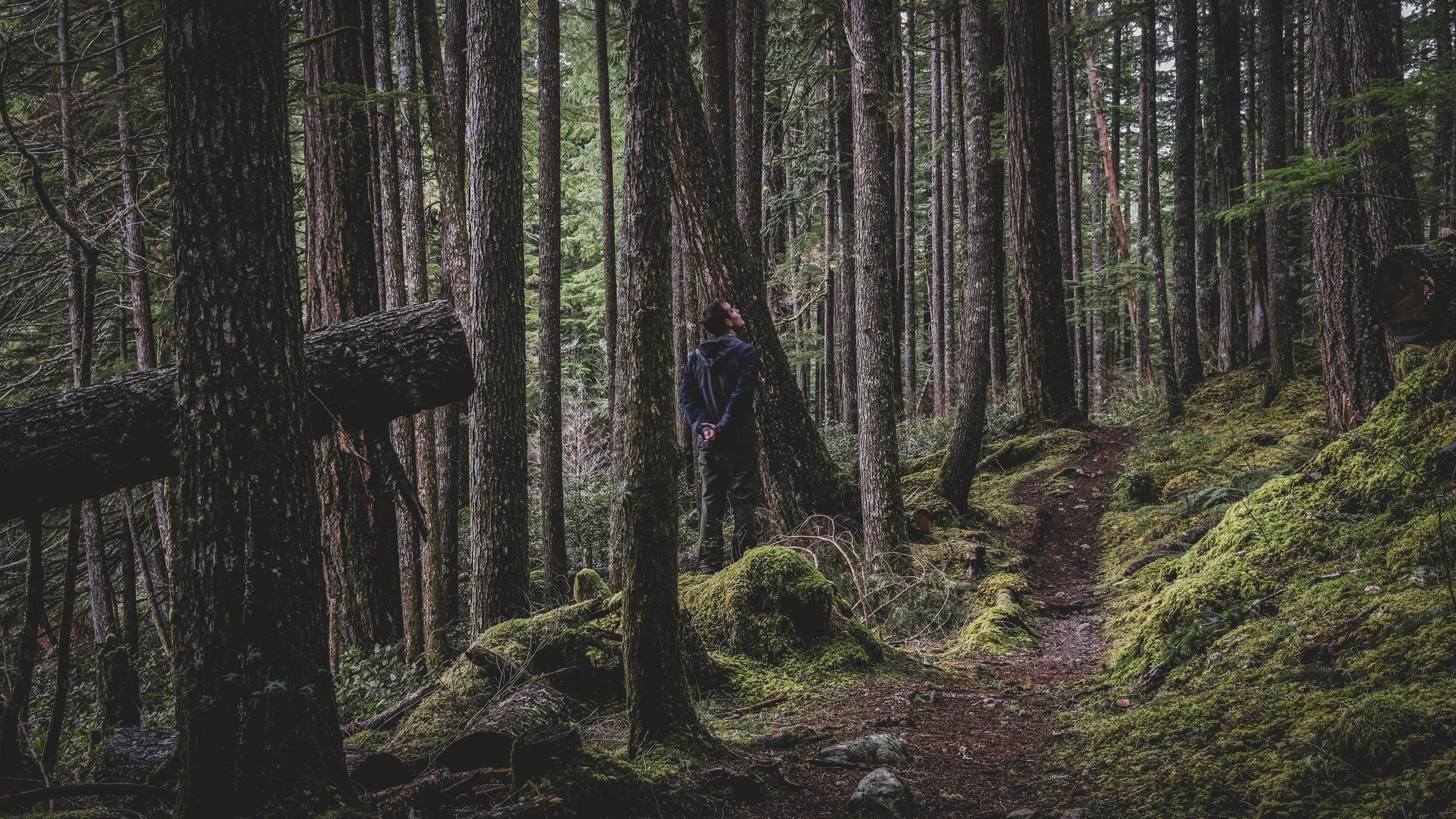 A person in a dark jacket walking on a forest trail surrounded by tall trees and moss-covered ground.
