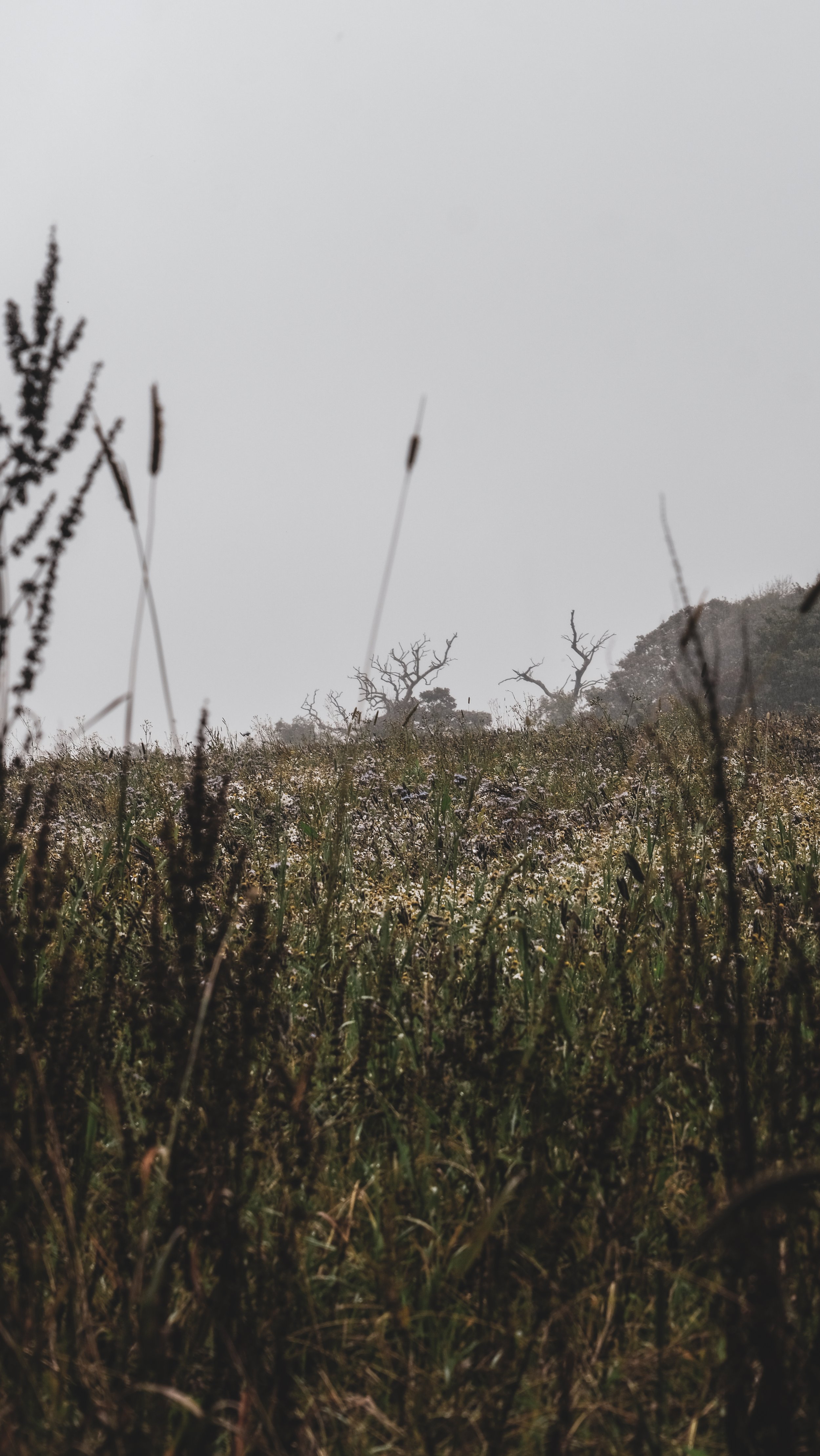 A grassy field with wildflowers and tall plants, with a few leafless trees in the distance under a gray, overcast sky.
