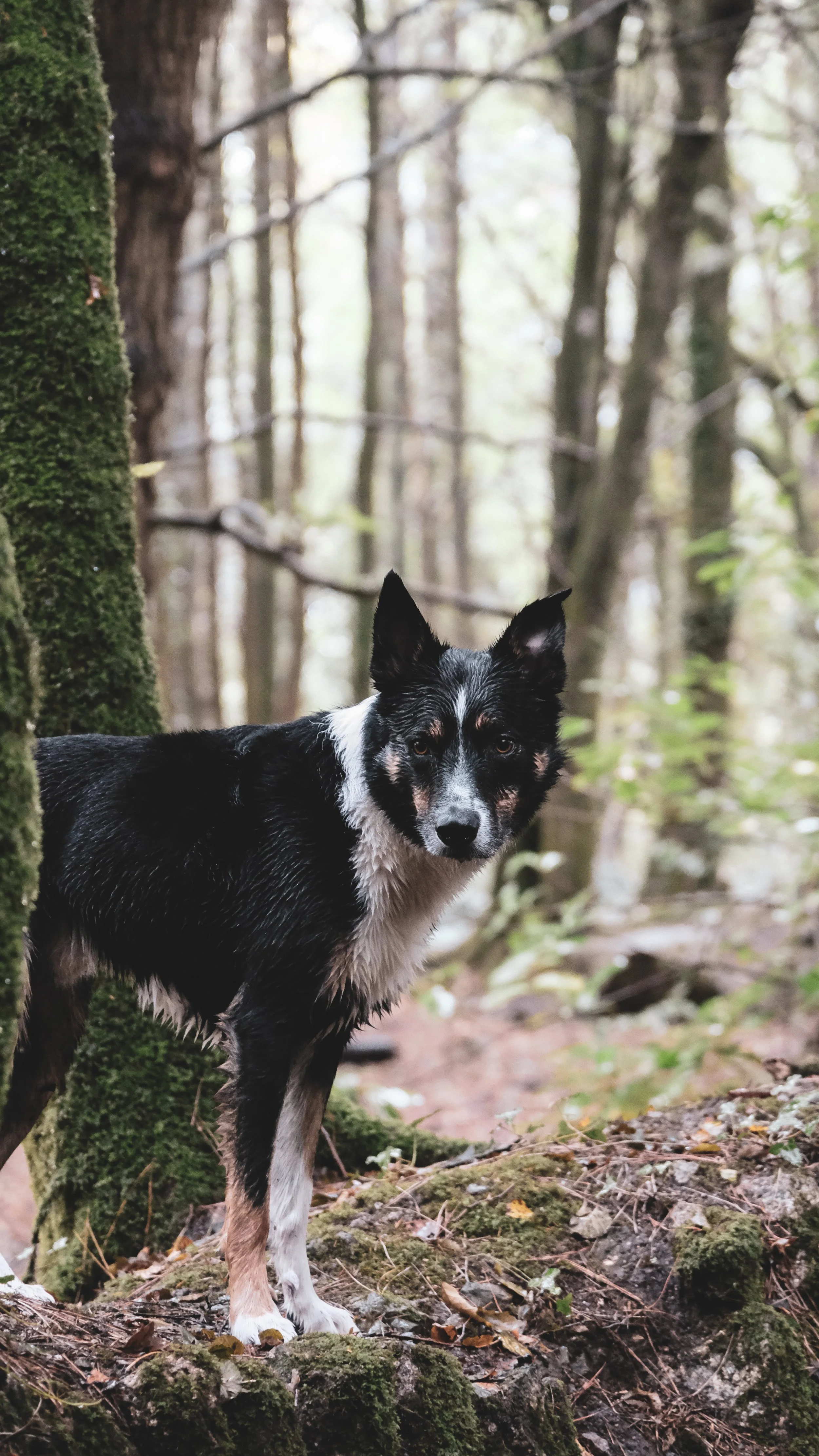 A black and white dog standing in a forested area with tall trees.