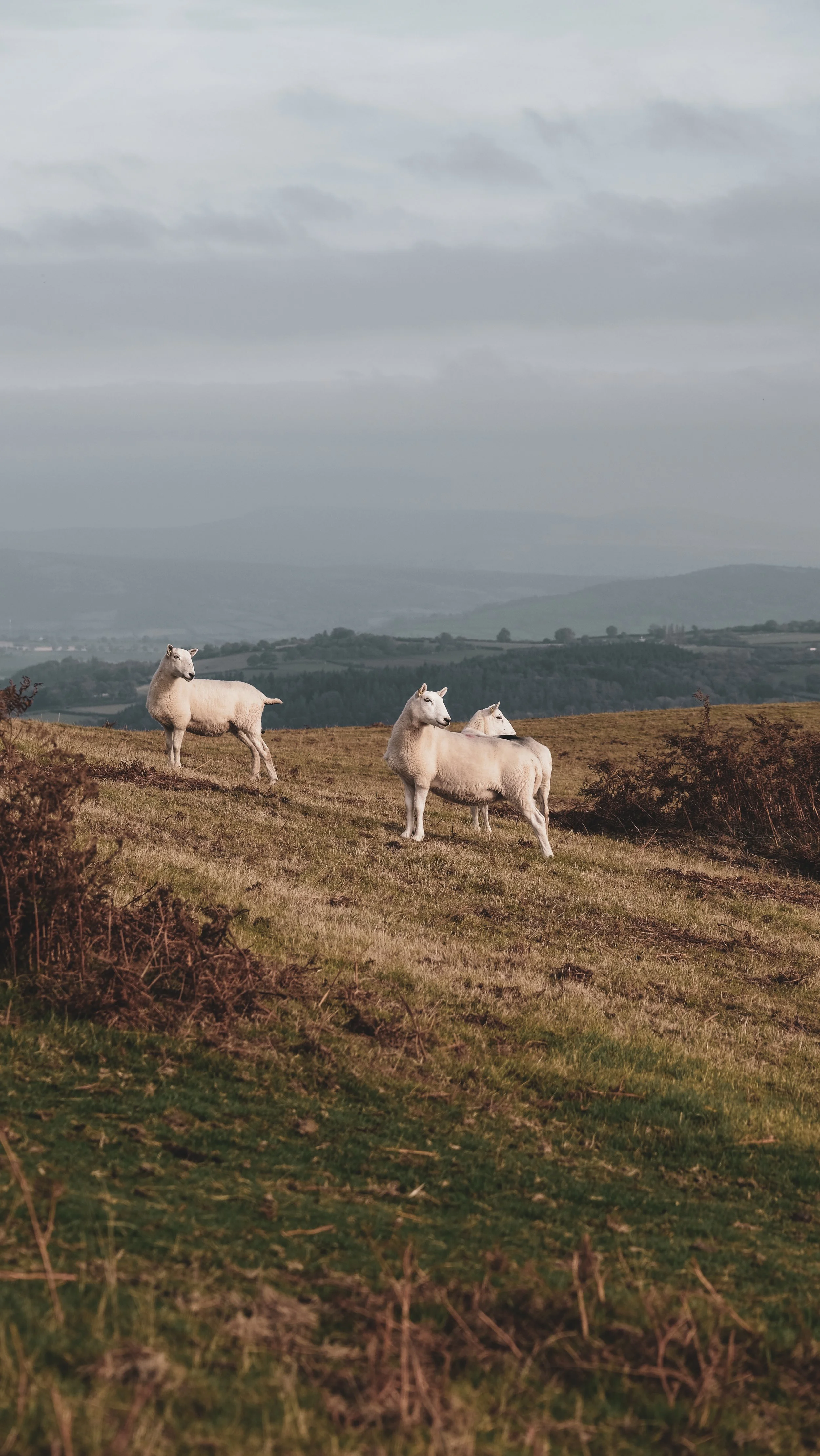Four white llamas standing on a grassy hillside with rolling hills and a cloudy sky in the background.