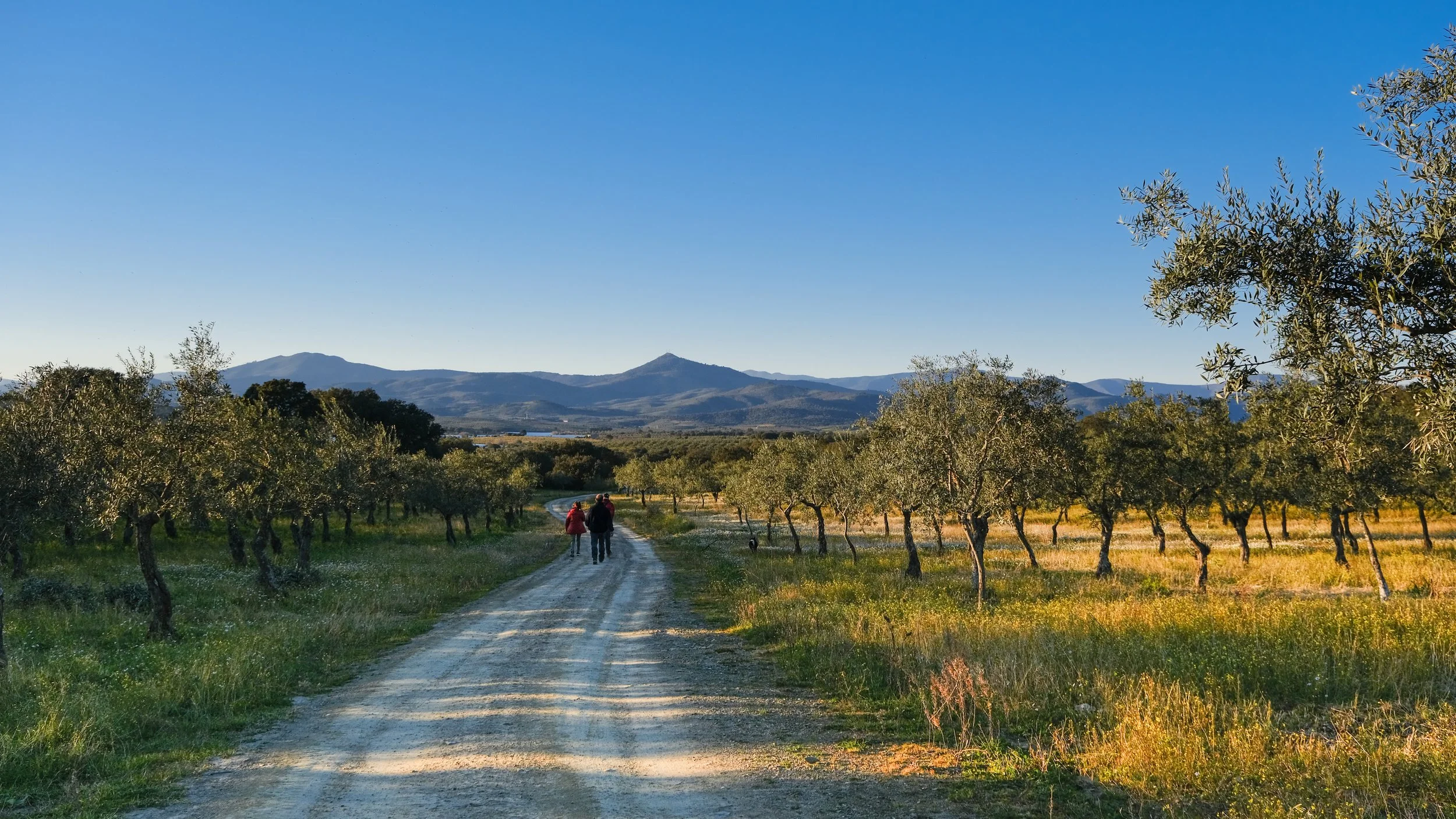 A dirt road runs through an orchard with rows of trees on either side, and mountains in the distance under a clear blue sky. Three people are walking along the road, with one wearing red.