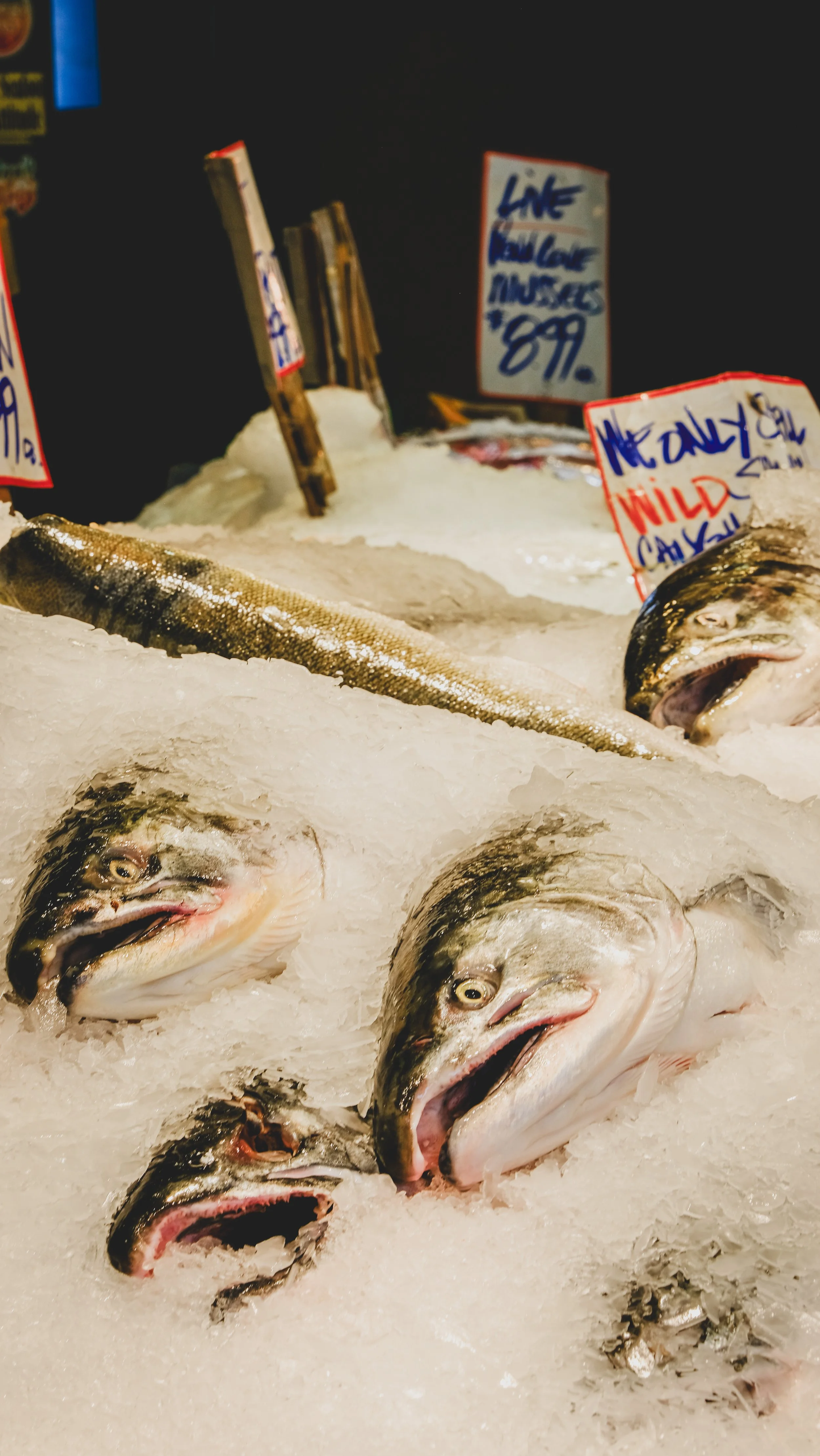 Fresh fish displayed on ice at a seafood market with handwritten signs showing prices.