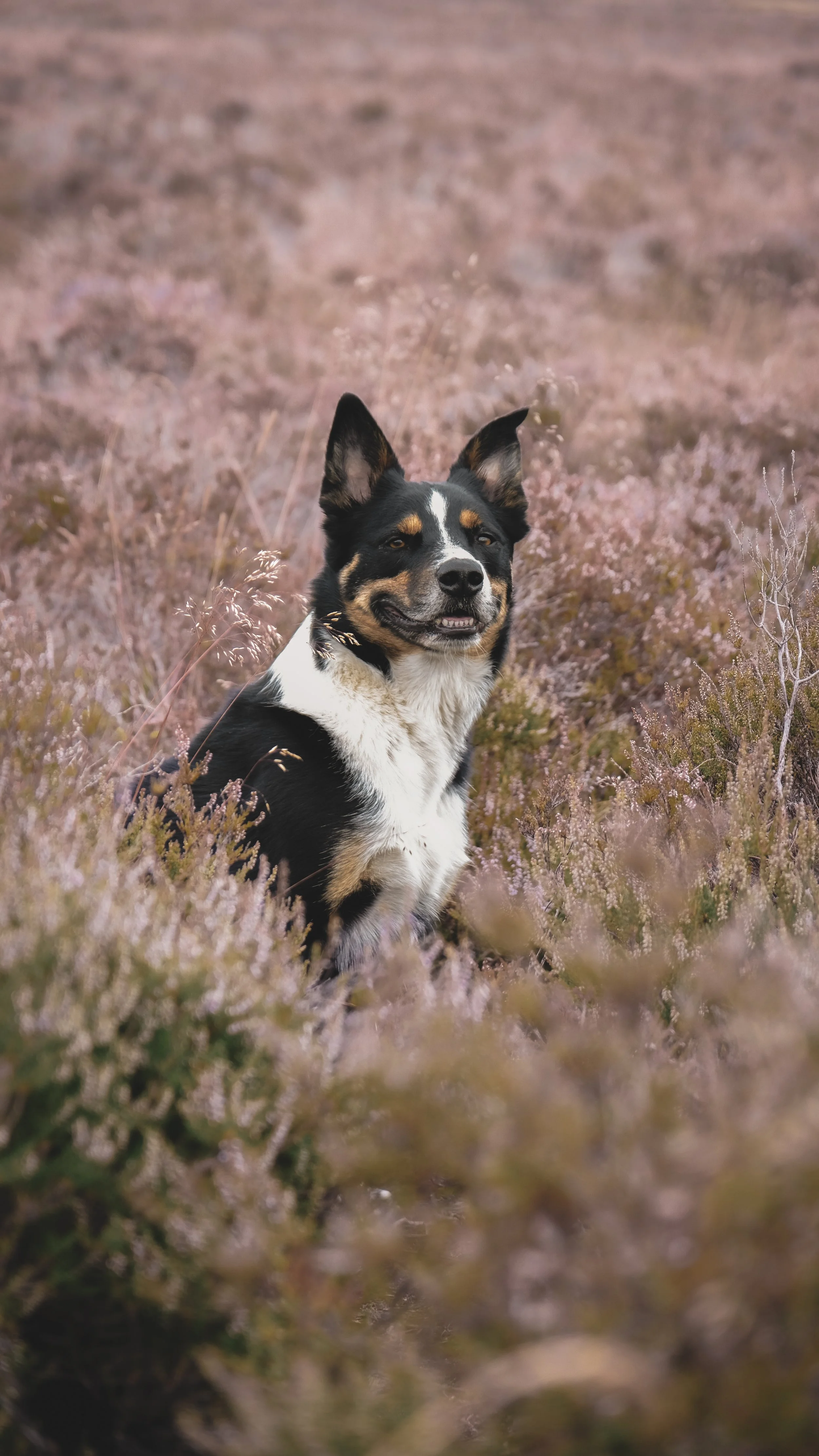 A dog with black, white, and tan fur sitting in a field of pink and purple heather flowers.