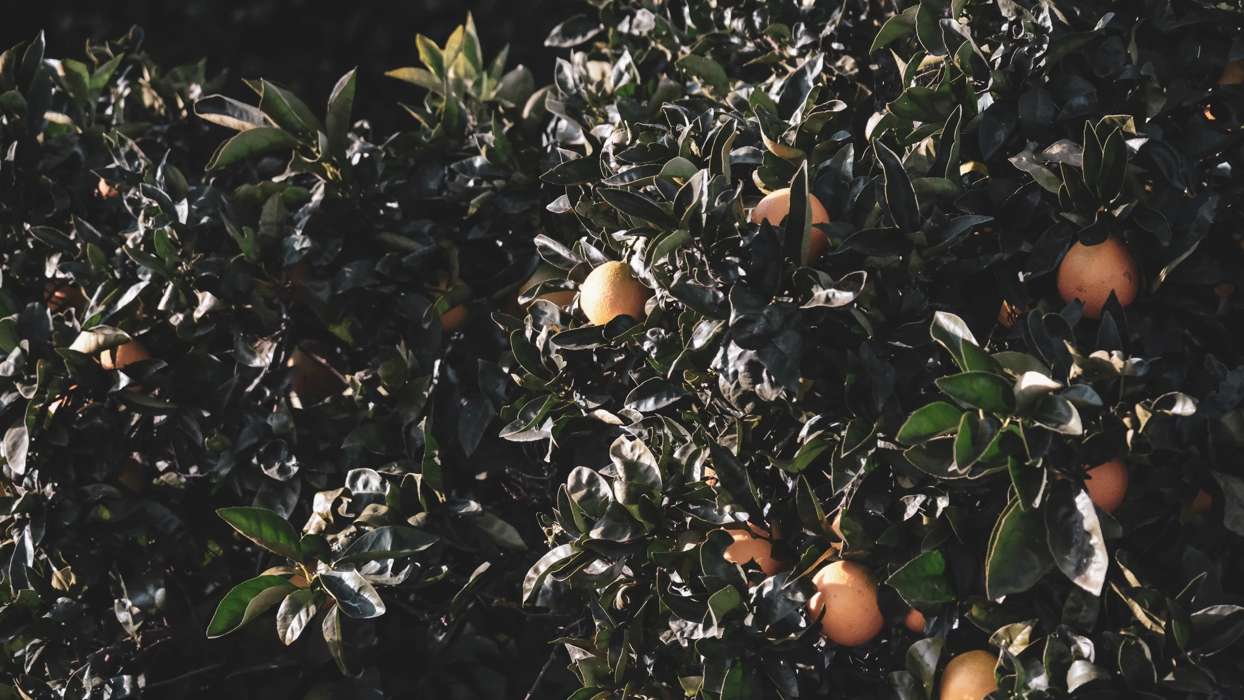 Foliage with dark green and variegated leaves and ripening citrus fruits, likely oranges or grapefruits, on a tree.