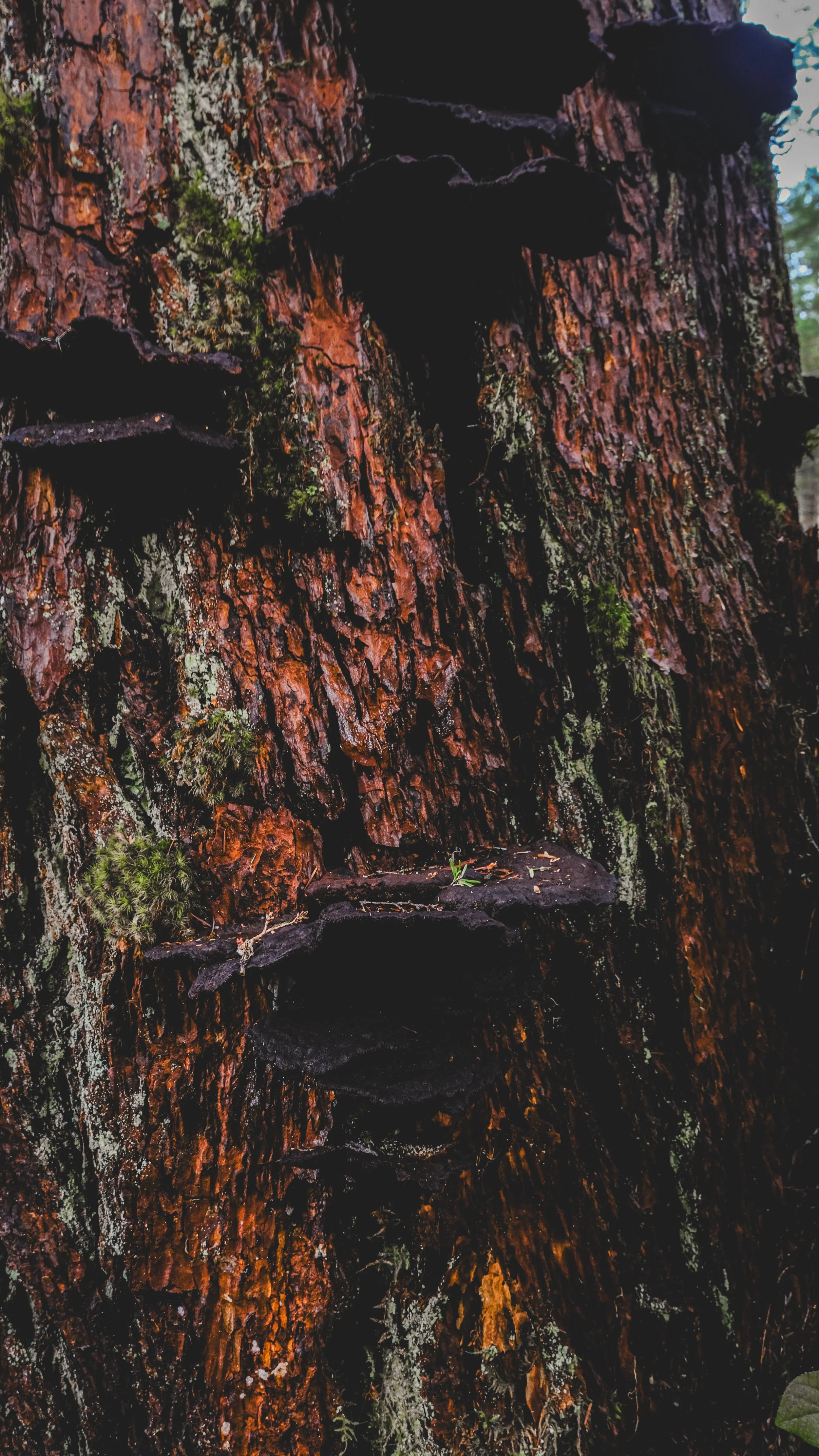 Close-up of a tree trunk with dark brown to black shelf fungi growing on its bark and patches of moss and lichen.