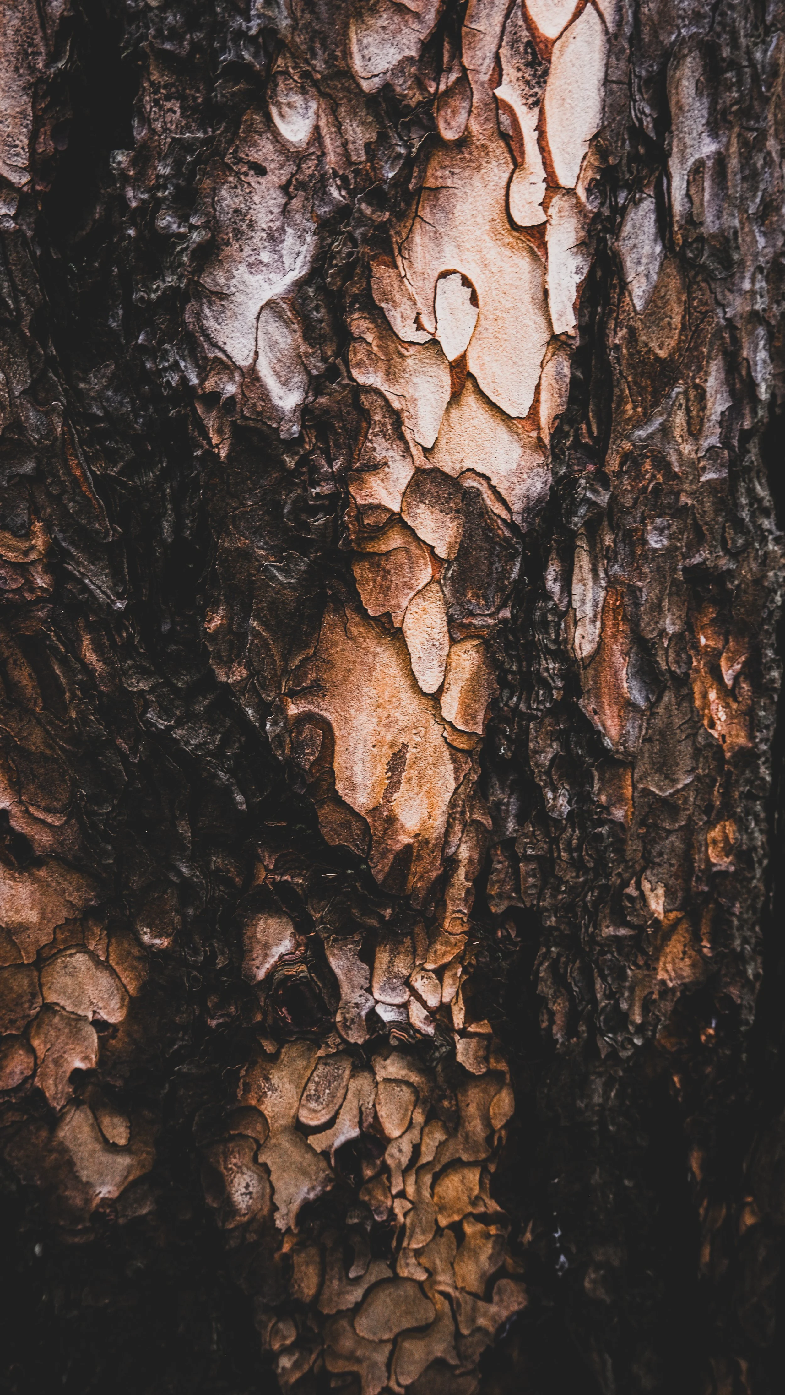 Close-up of tree bark with textured, layered surface and various shades of brown and black.