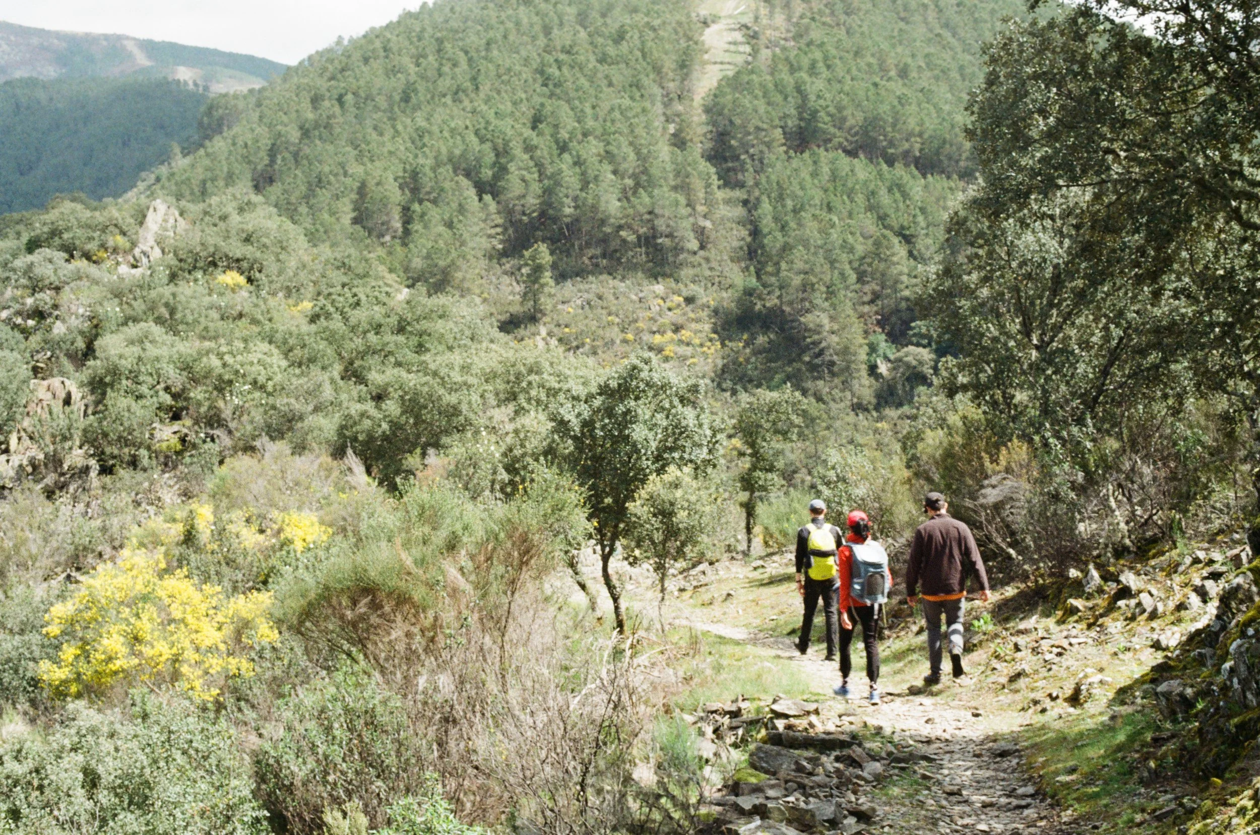 Four hikers walking along a mountain trail through a green forest with hills in the background.