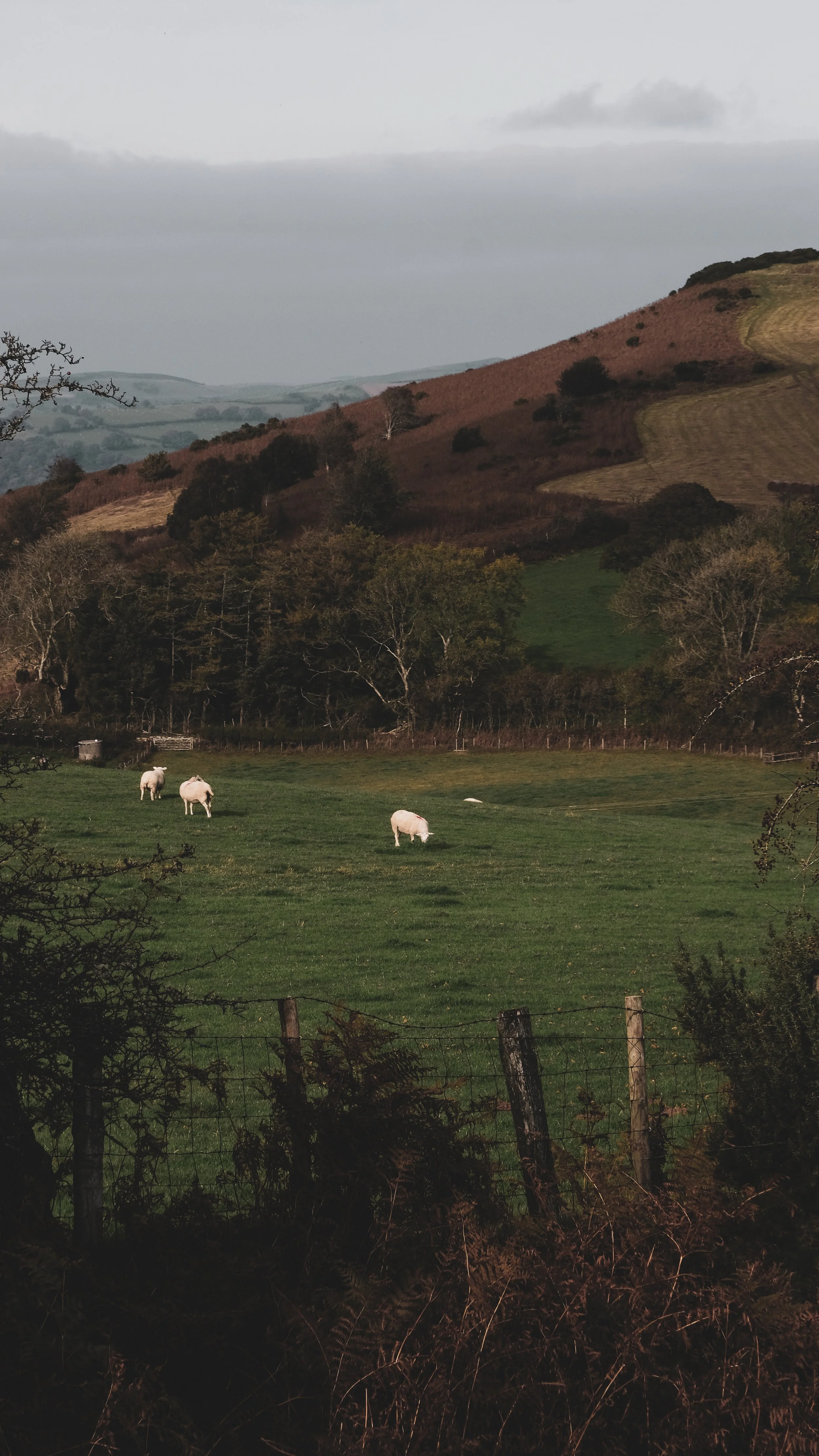 Scenic landscape with rolling hills, trees, and a fenced grassy field with three sheep grazing.