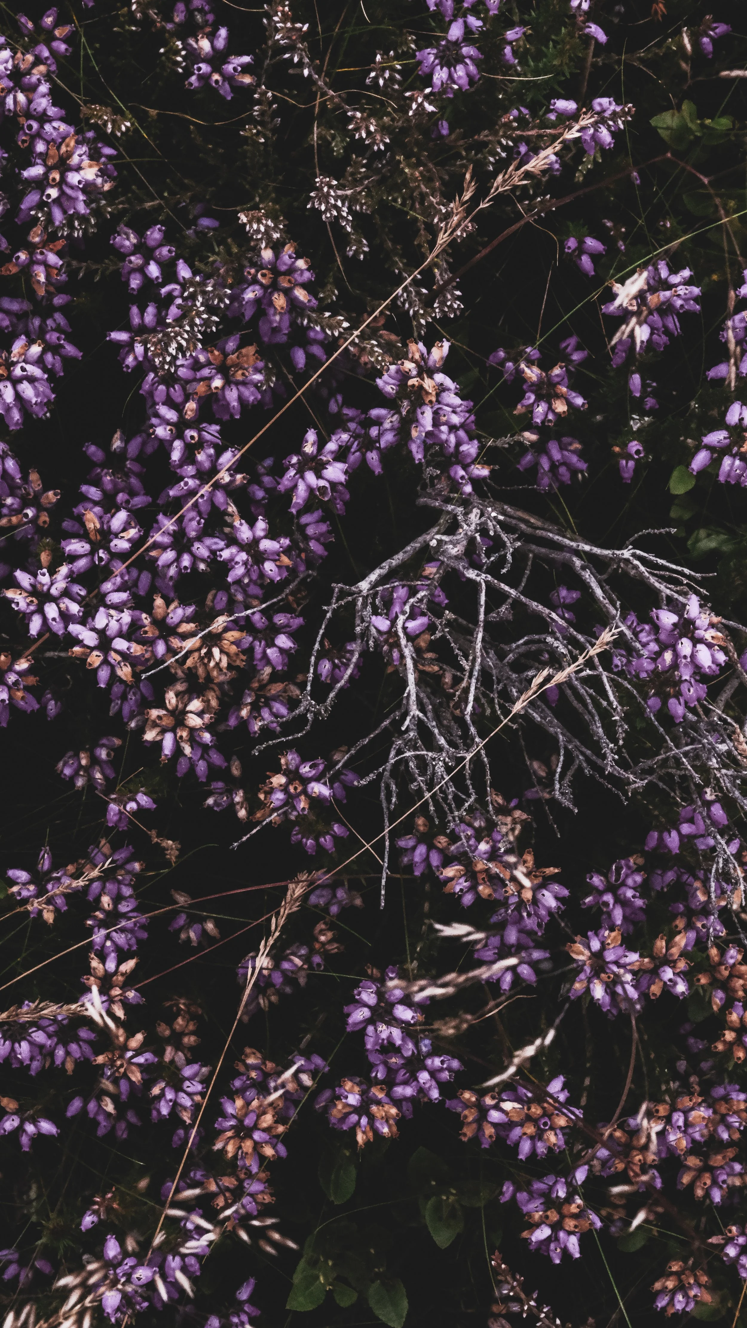 Close-up of purple flowering plants with some dry branches and grass interspersed.
