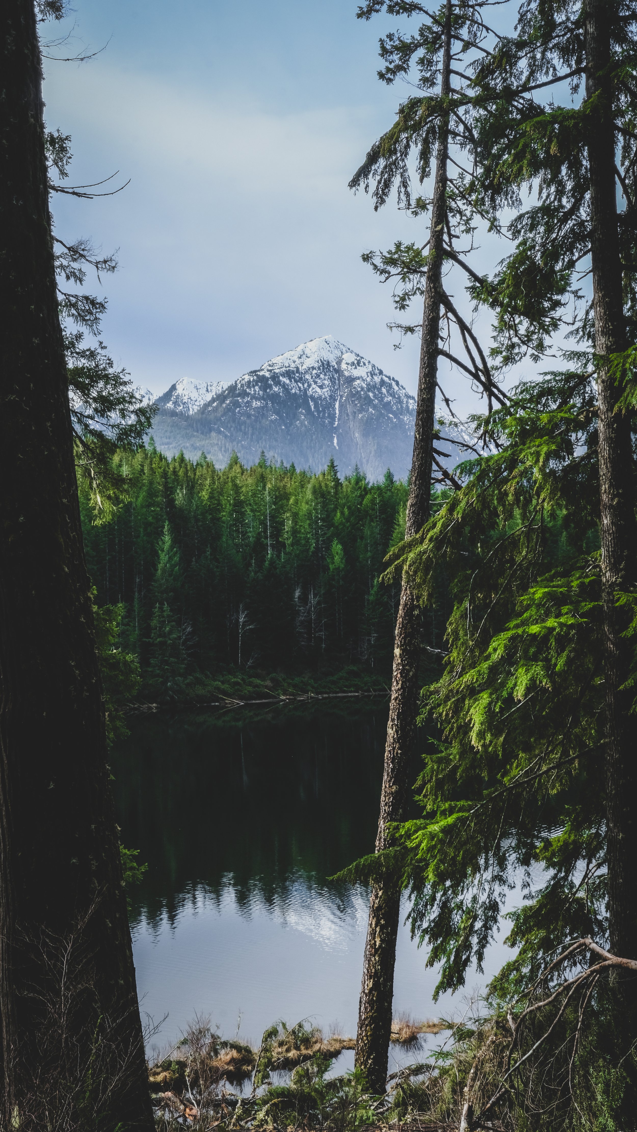 Snow-capped mountain peaks visible through a dense pine forest by a calm lake.