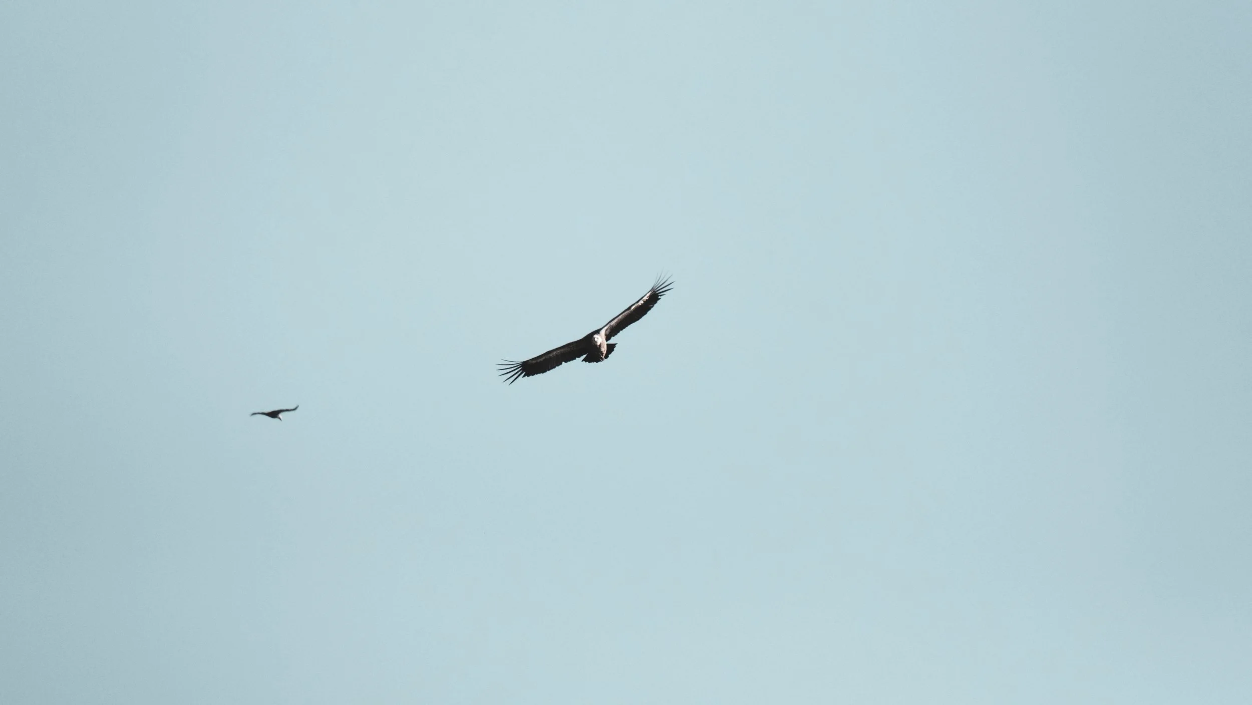 A large bird of prey, possibly a vulture or an eagle, soaring with wings spread wide in a clear sky, with a smaller bird flying nearby.