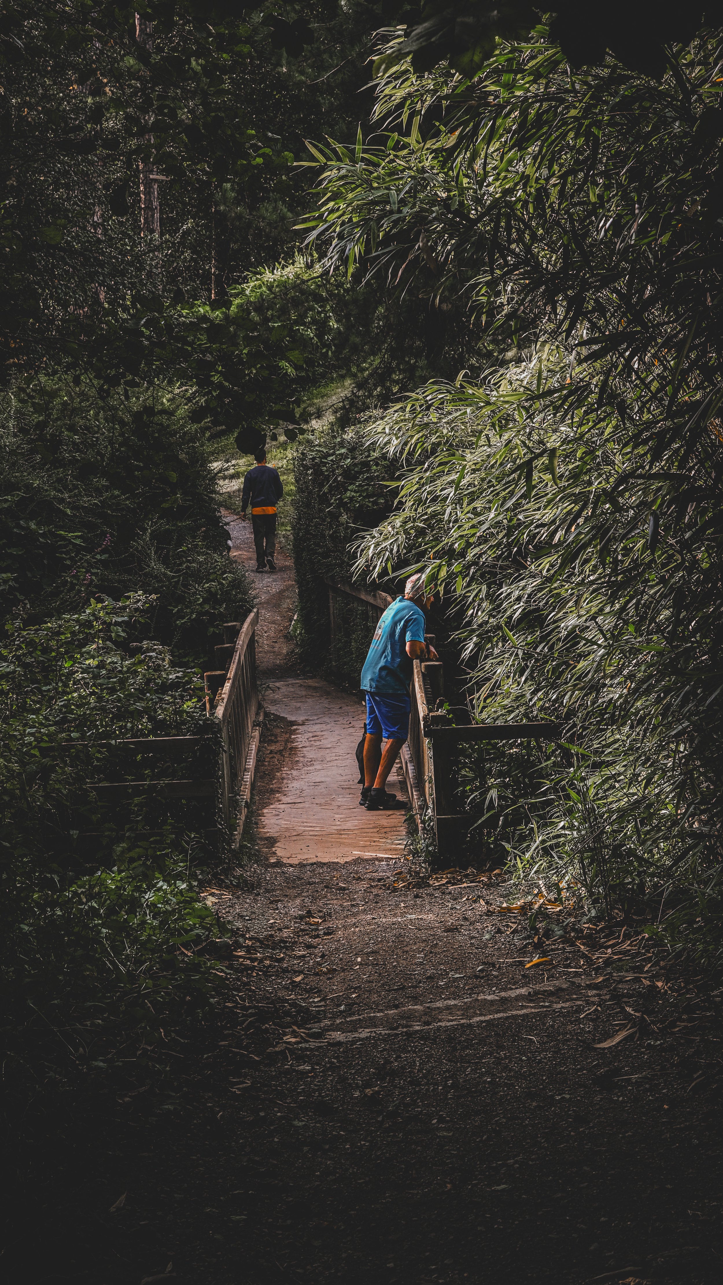 People walking on a small bridge in a dense forest with lush green foliage.