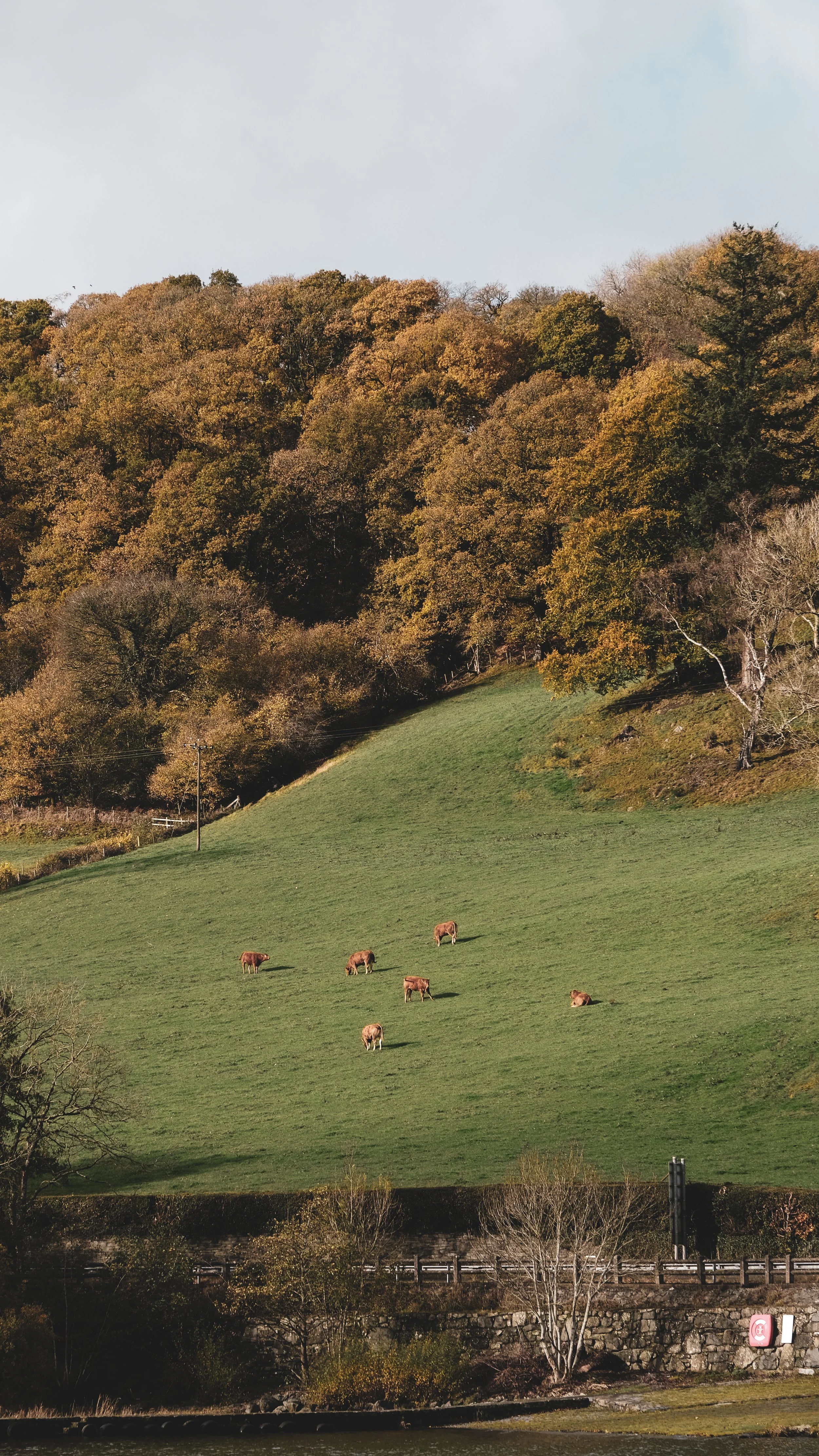 Rolling green hillside with six cows grazing, trees with autumn foliage in the background, and a stone wall with a small tree in the foreground.