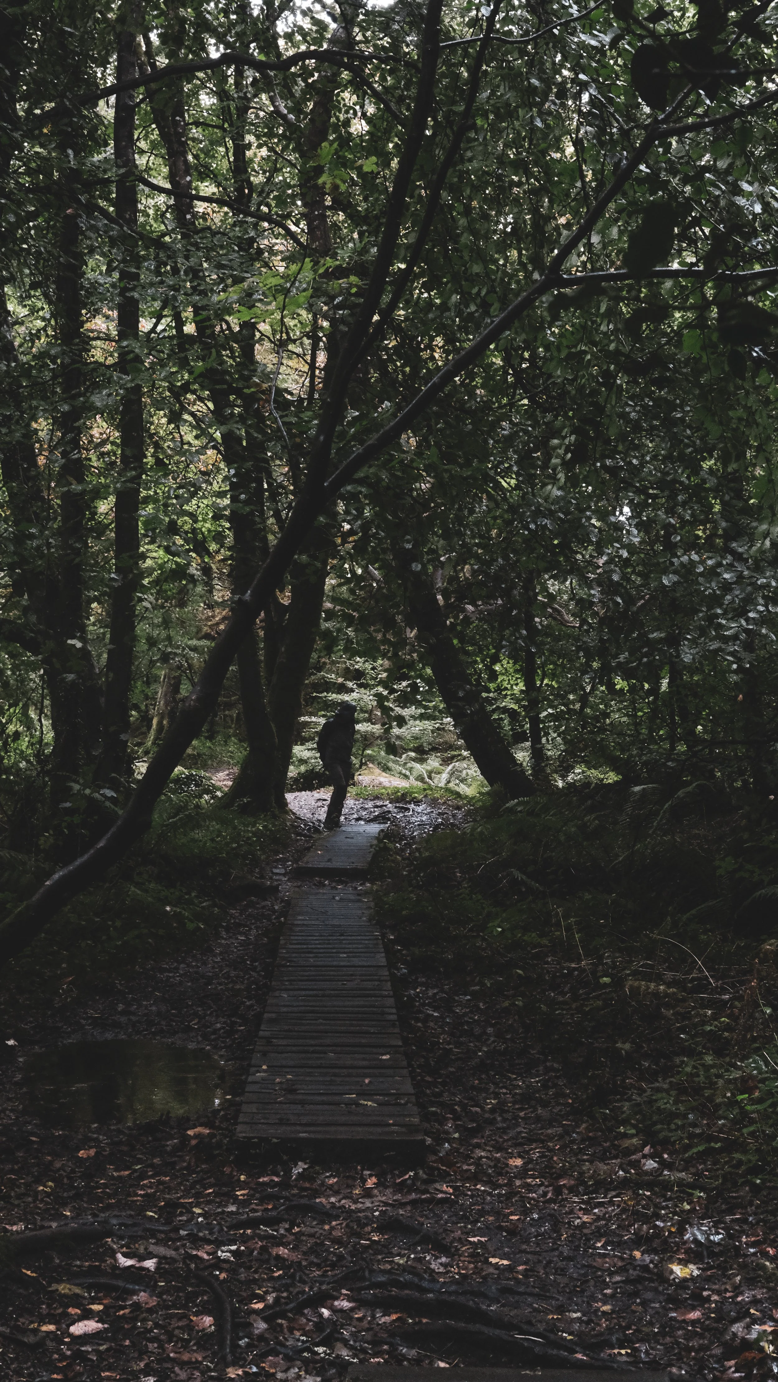 A person walking along a narrow wooden trail through a dense, green forest, with tree branches overhead and a muddy ground.