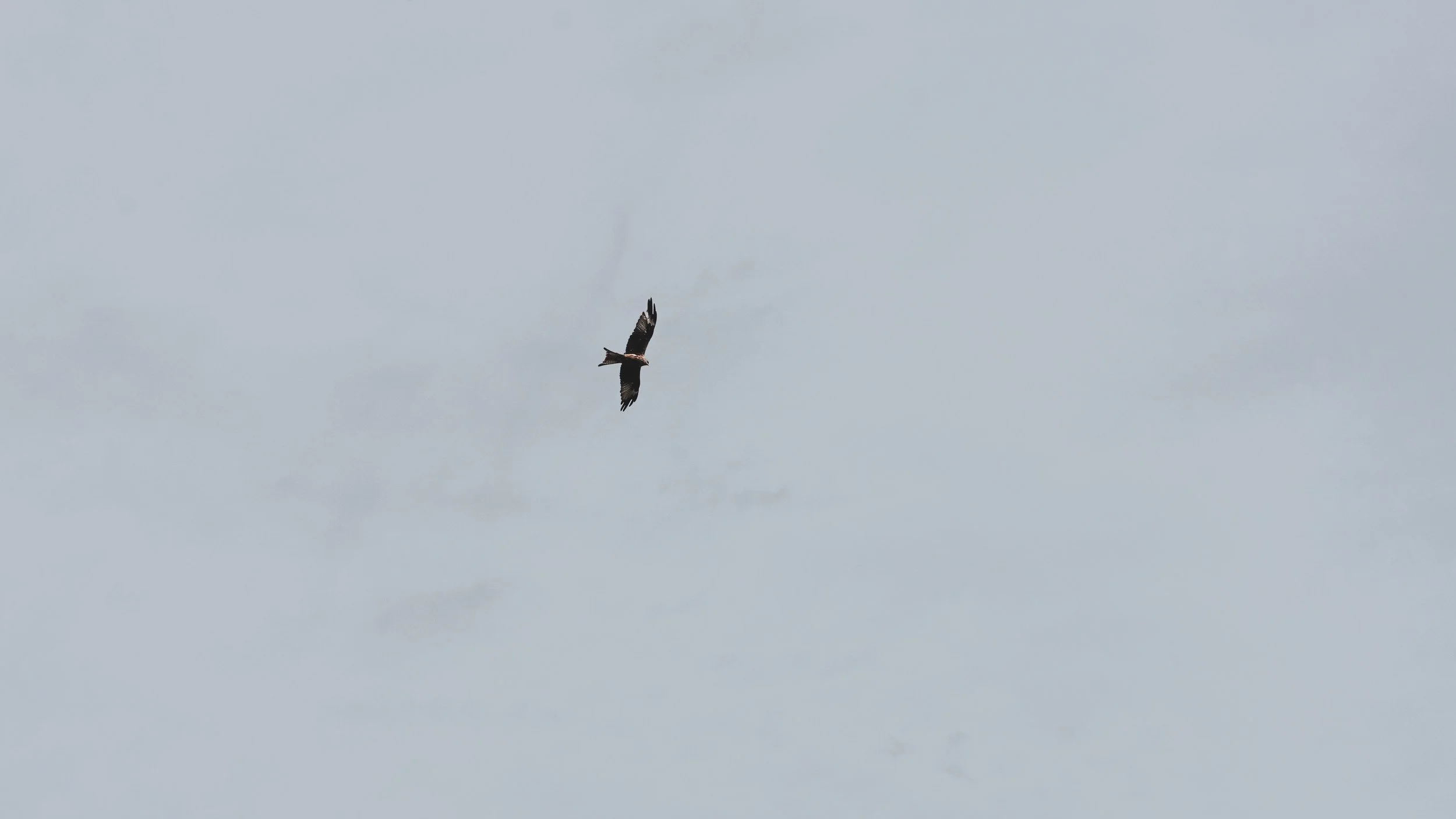 A bird flying in the sky during overcast weather.