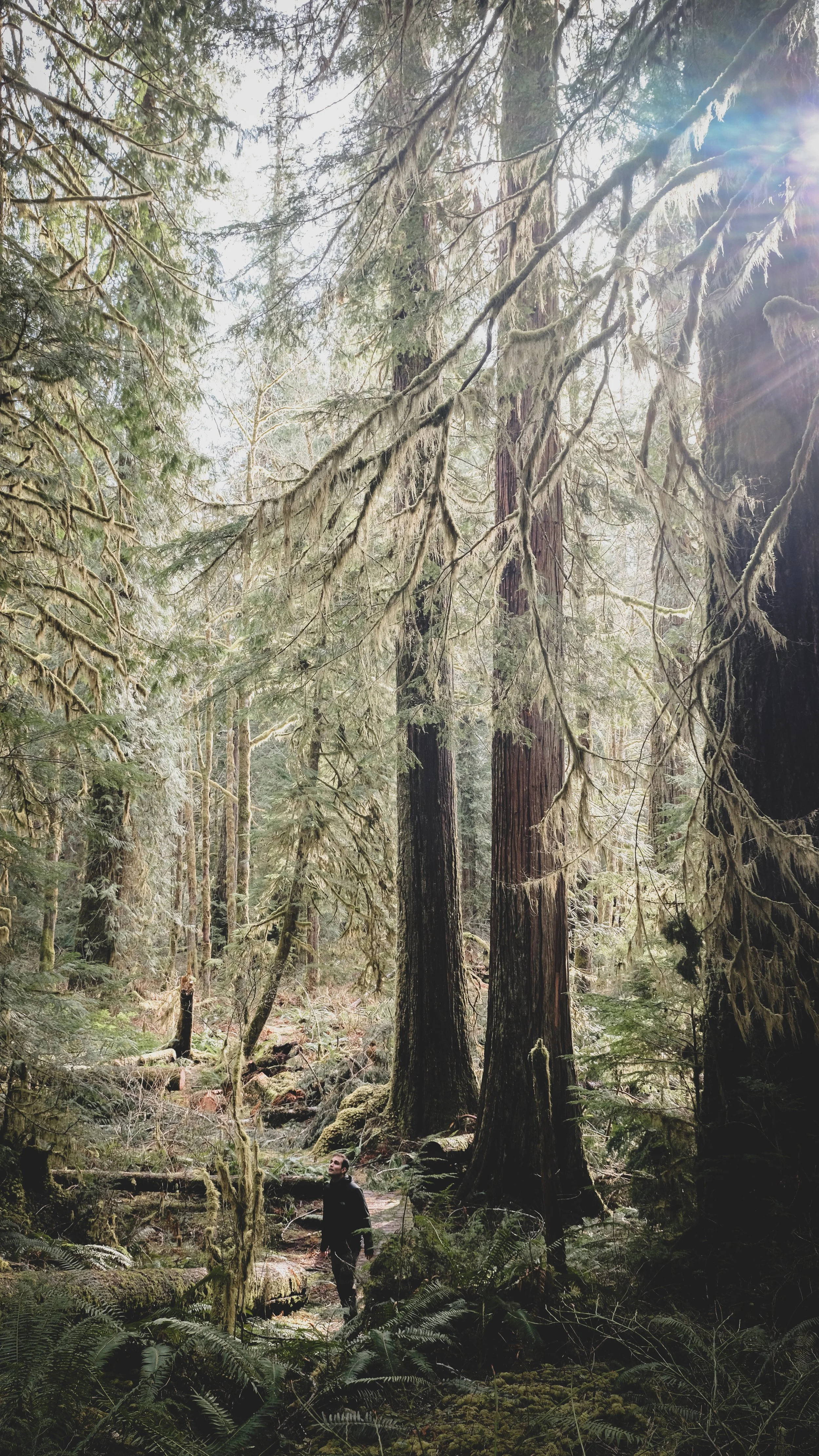 Person hiking through a forest with tall trees and moss hanging from branches, sunlight streaming through the canopy.