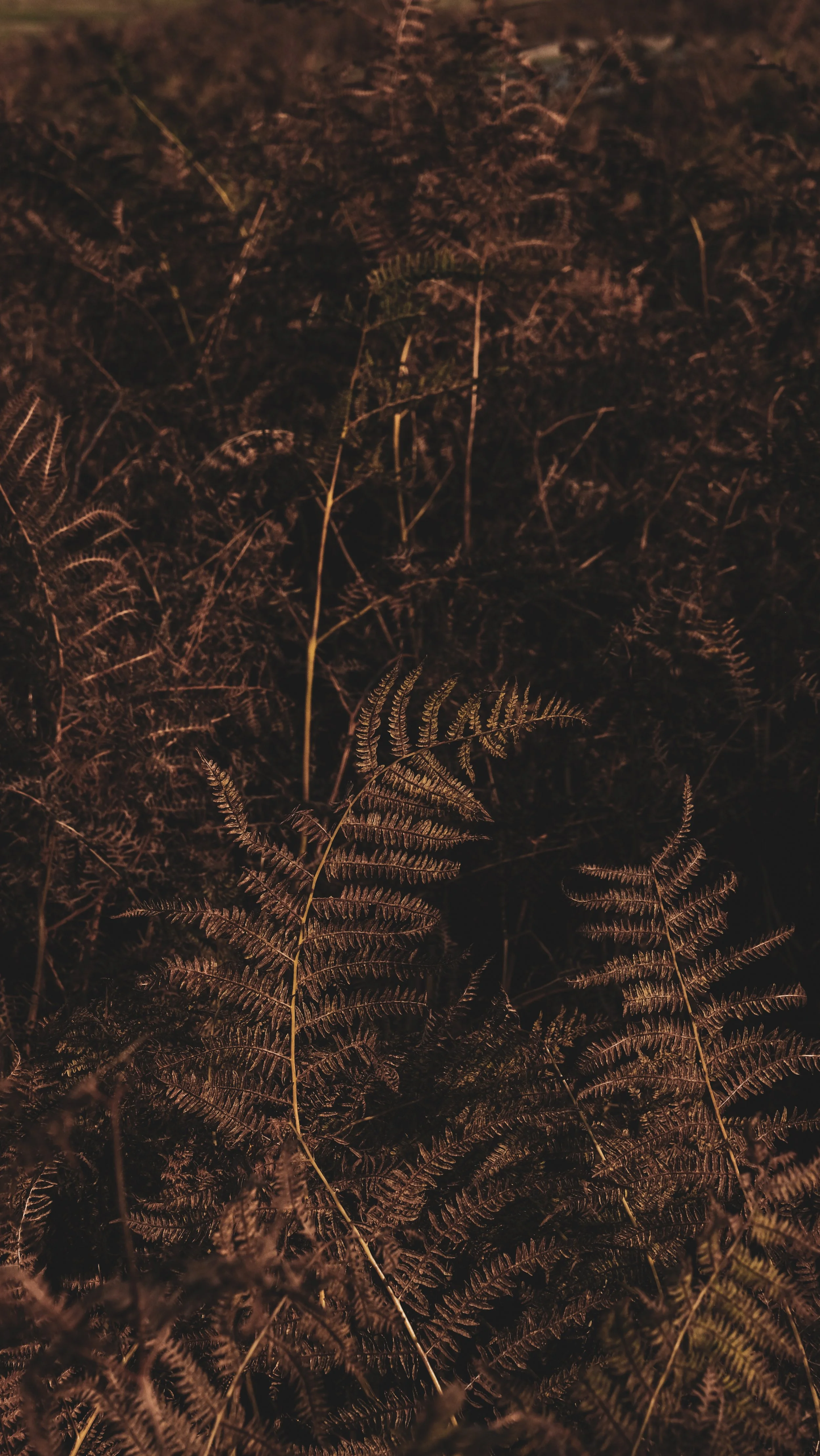 Close-up of ferns and plants on a forest floor with low lighting.