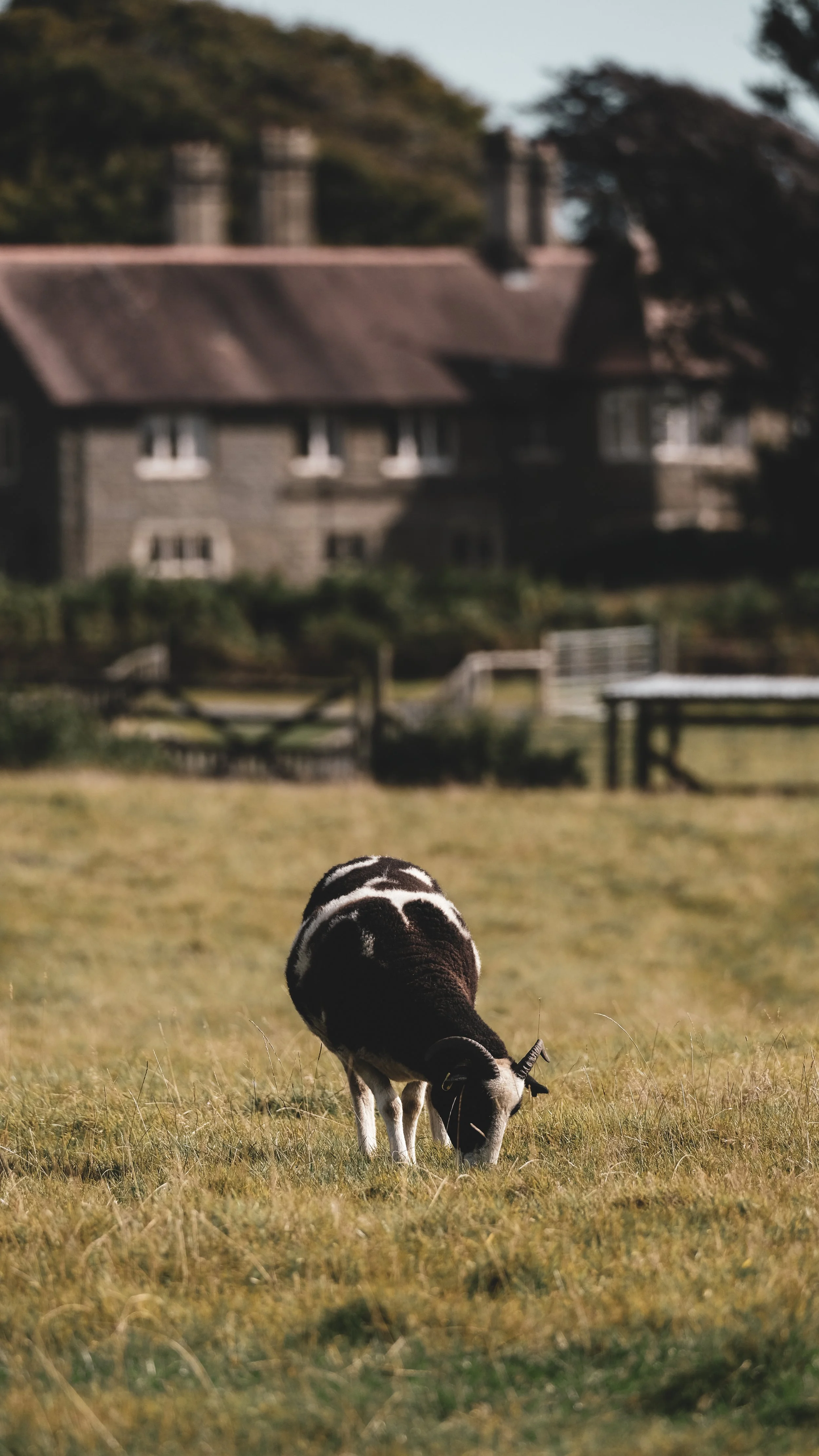 A black and white cow grazing on grass in a field with a house and trees in the background.