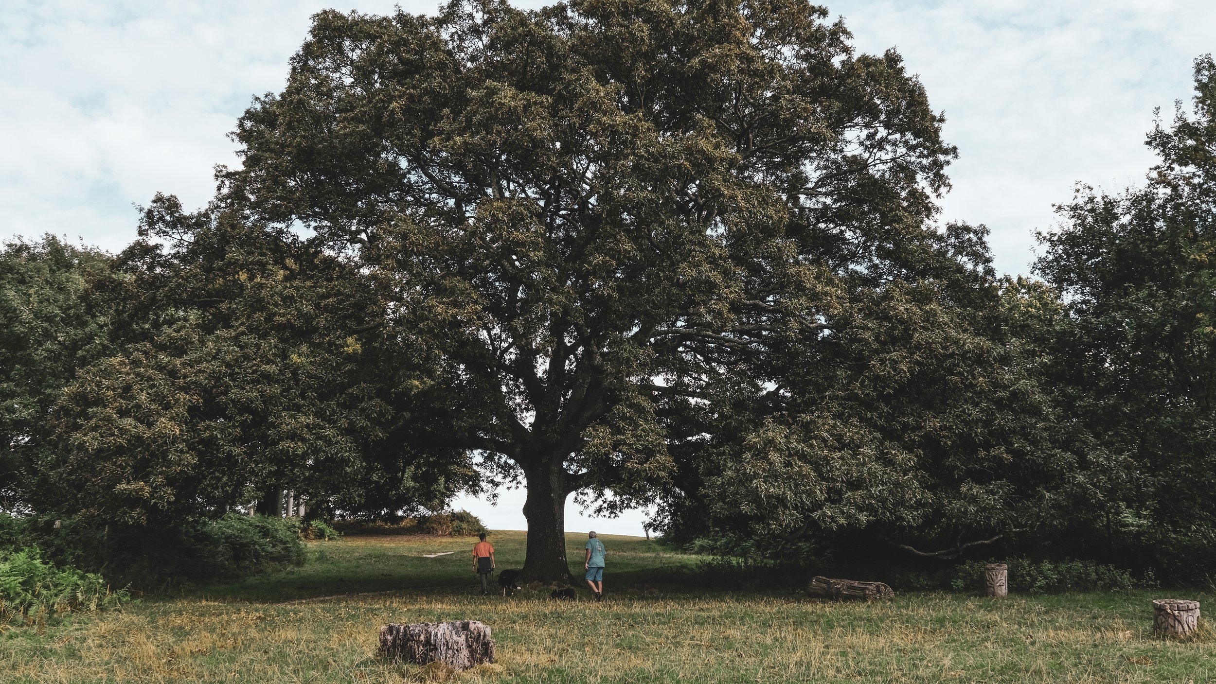 Two people, one wearing a teal shirt and the other wearing a pink shirt, walking near a large tree in a park with grass and tree stumps, under a cloudy sky.