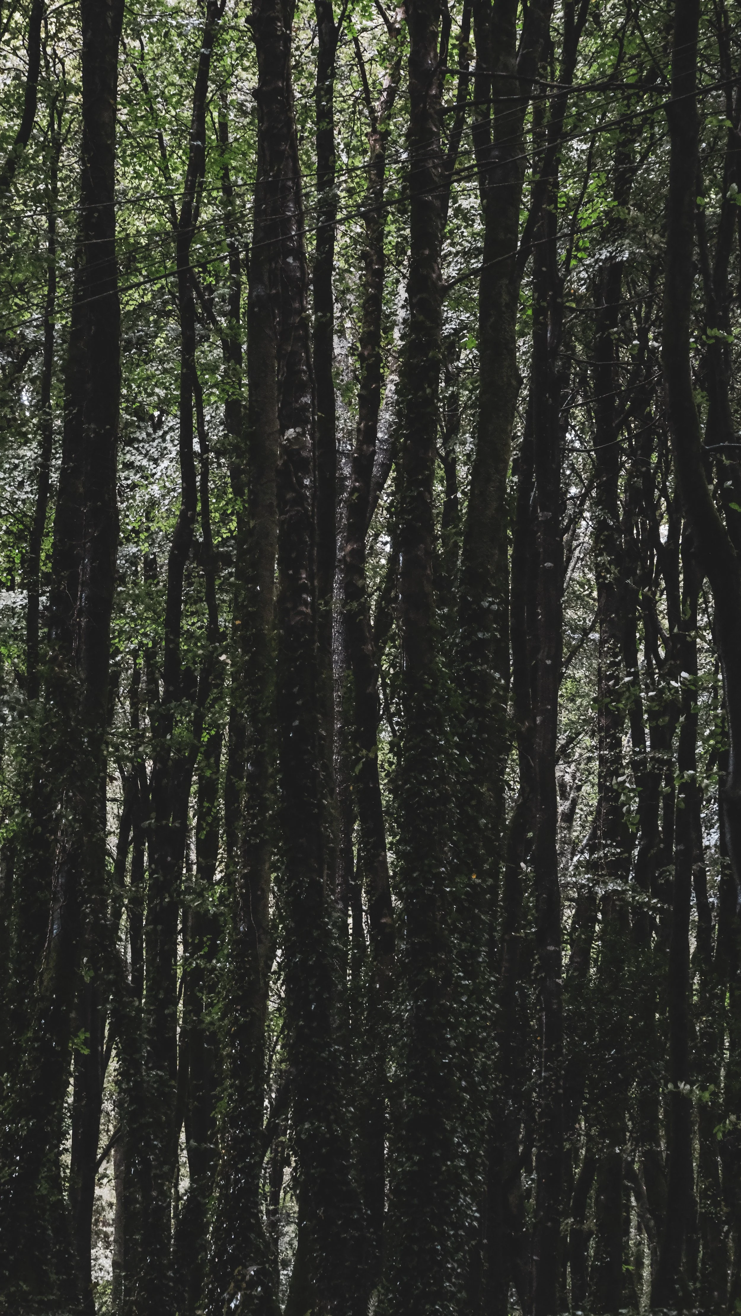 Dense forest with tall, dark trees and green foliage
