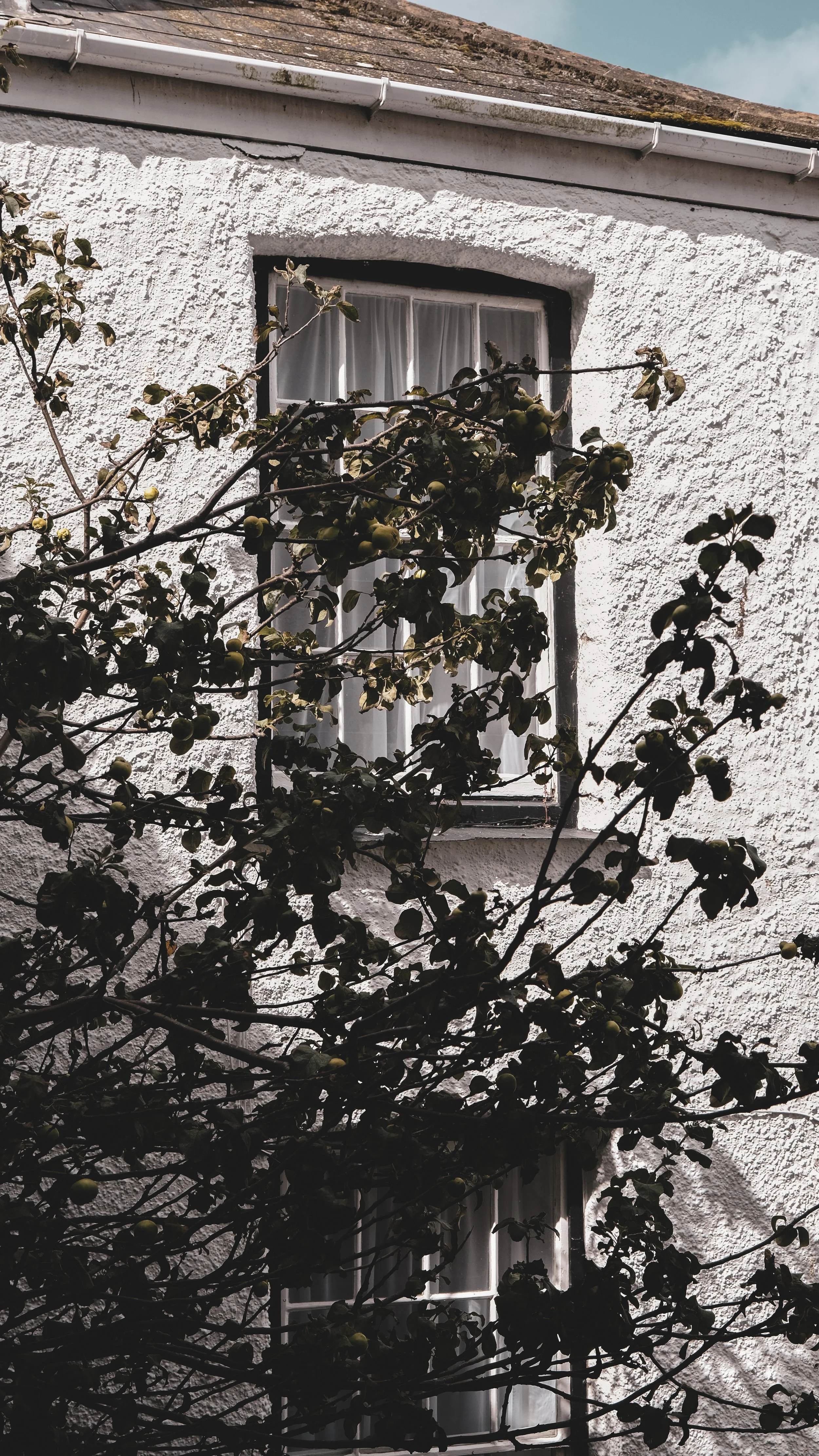 A white stucco house with a window covered by curtains, partially obscured by a tree with green fruit and dark leaves in the foreground.