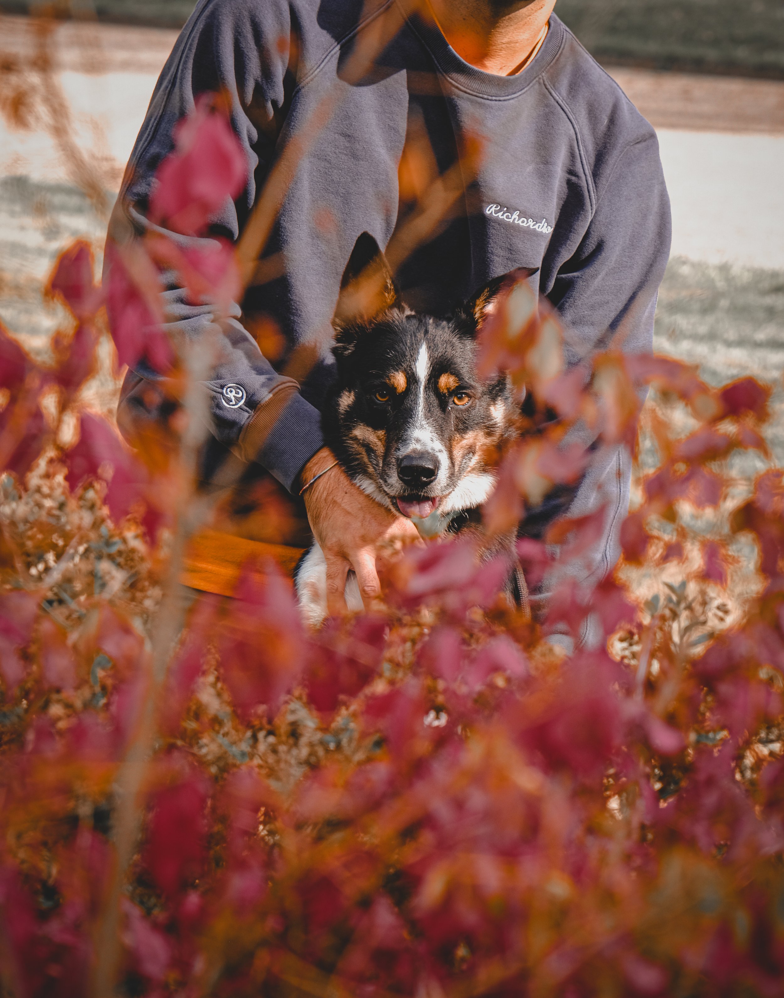 Person in a gray sweatshirt holding a black, white, and tan dog among red and orange autumn leaves.
