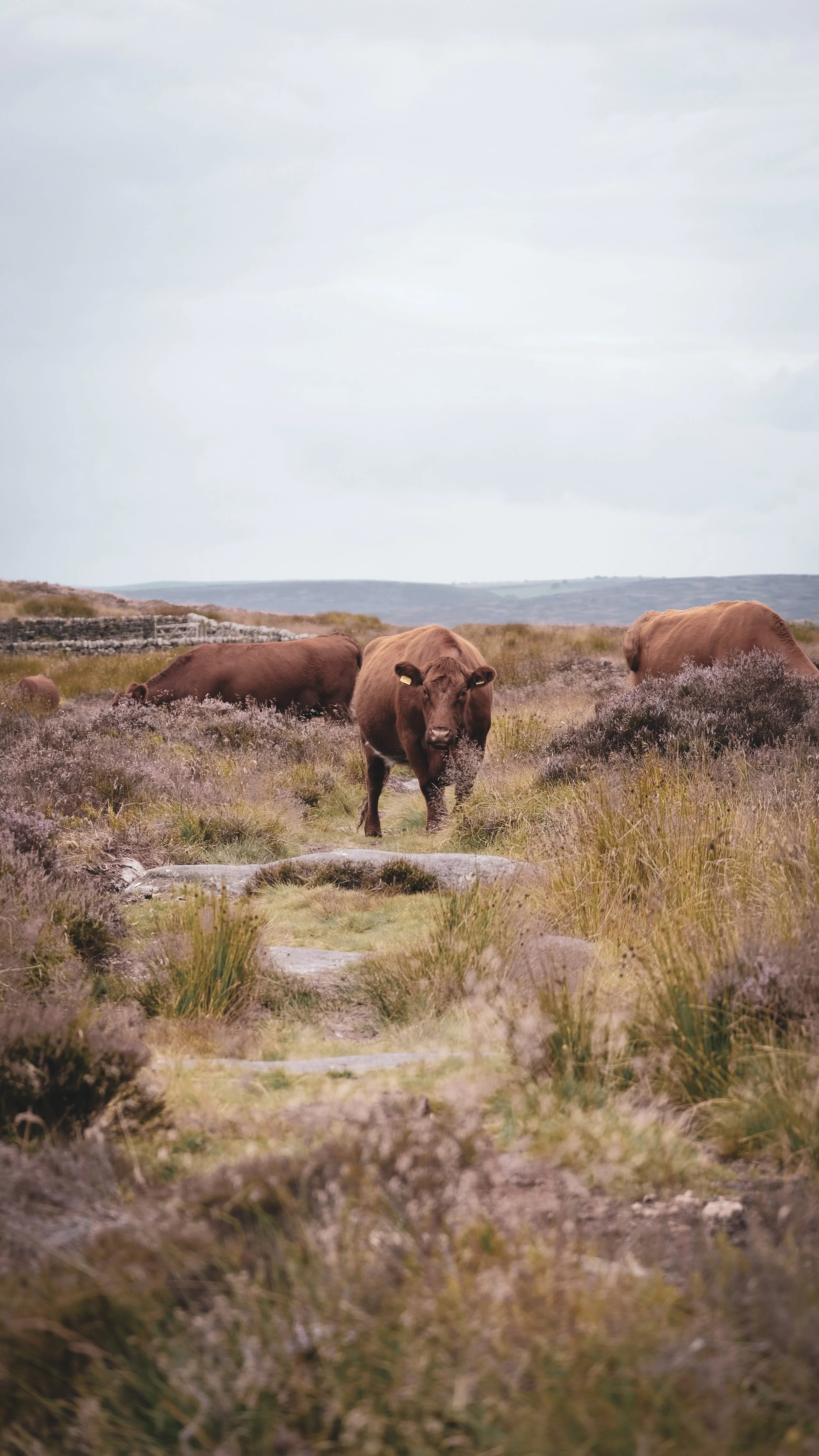 Brown cows grazing on a grassy field with heather plants, under a cloudy sky.