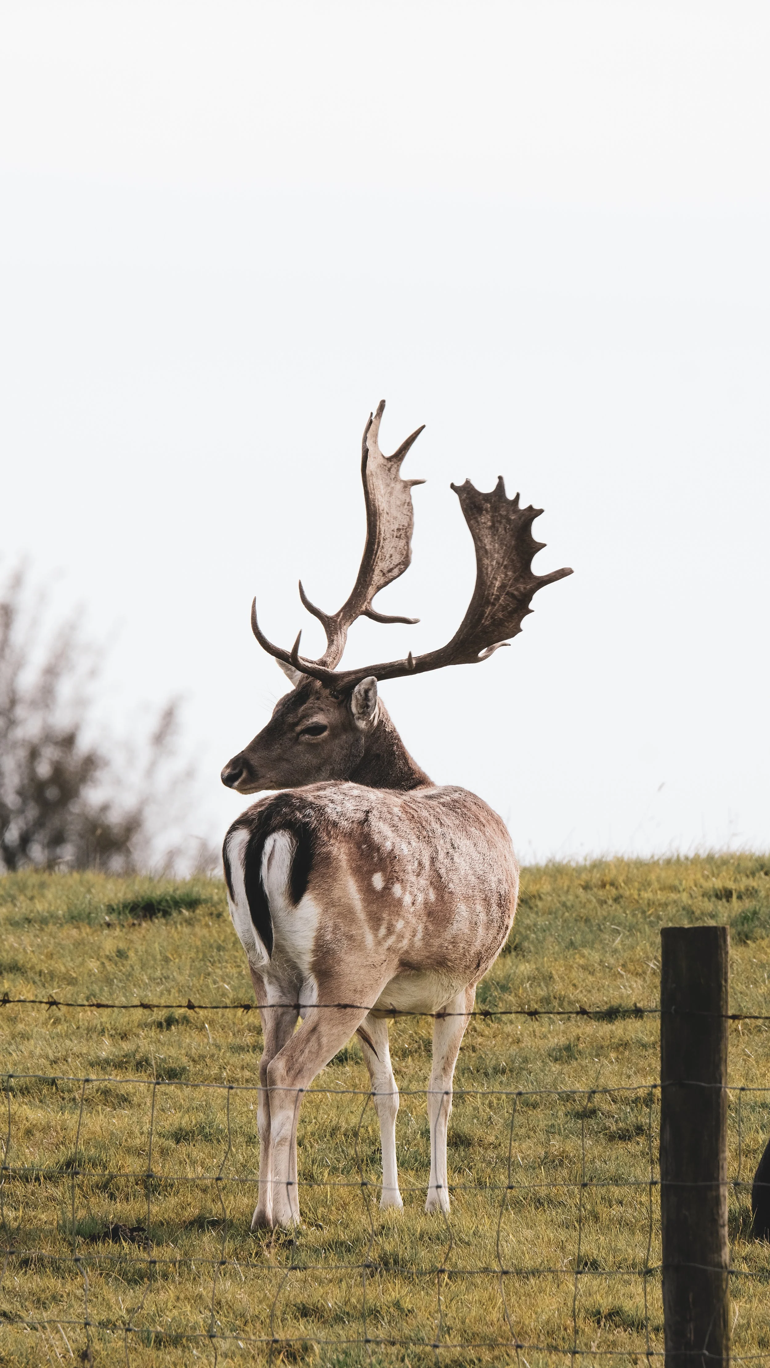 A deer with large antlers standing in a grassy field near a wire fence.