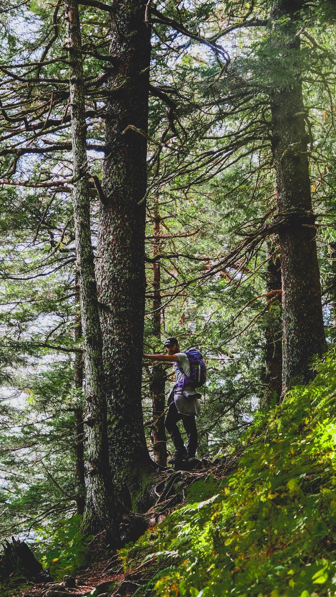 A person hiking in a dense forest with tall trees and lush green foliage.