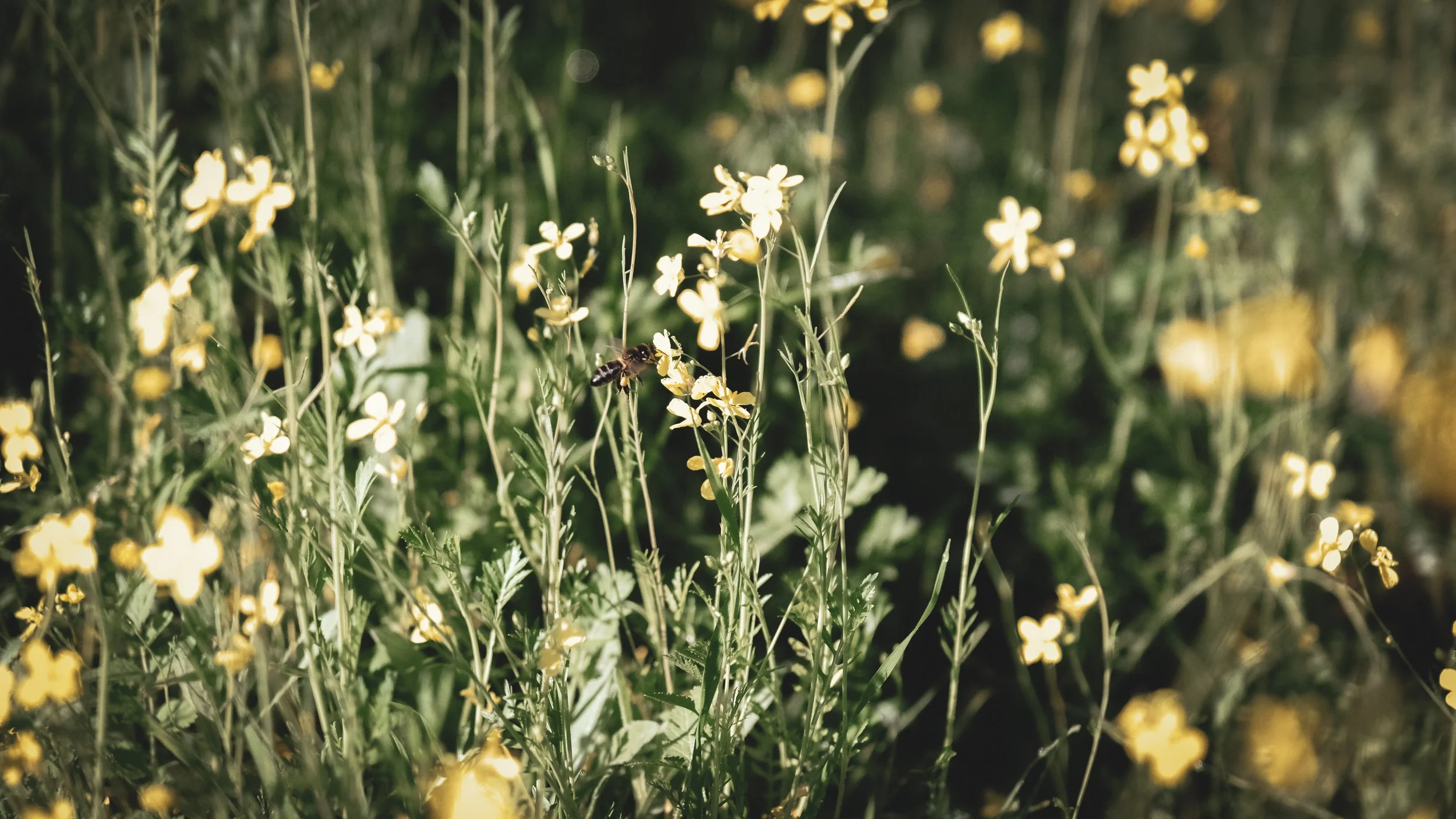 Yellow wildflowers with a bee on one of the flowers in a natural outdoor setting.