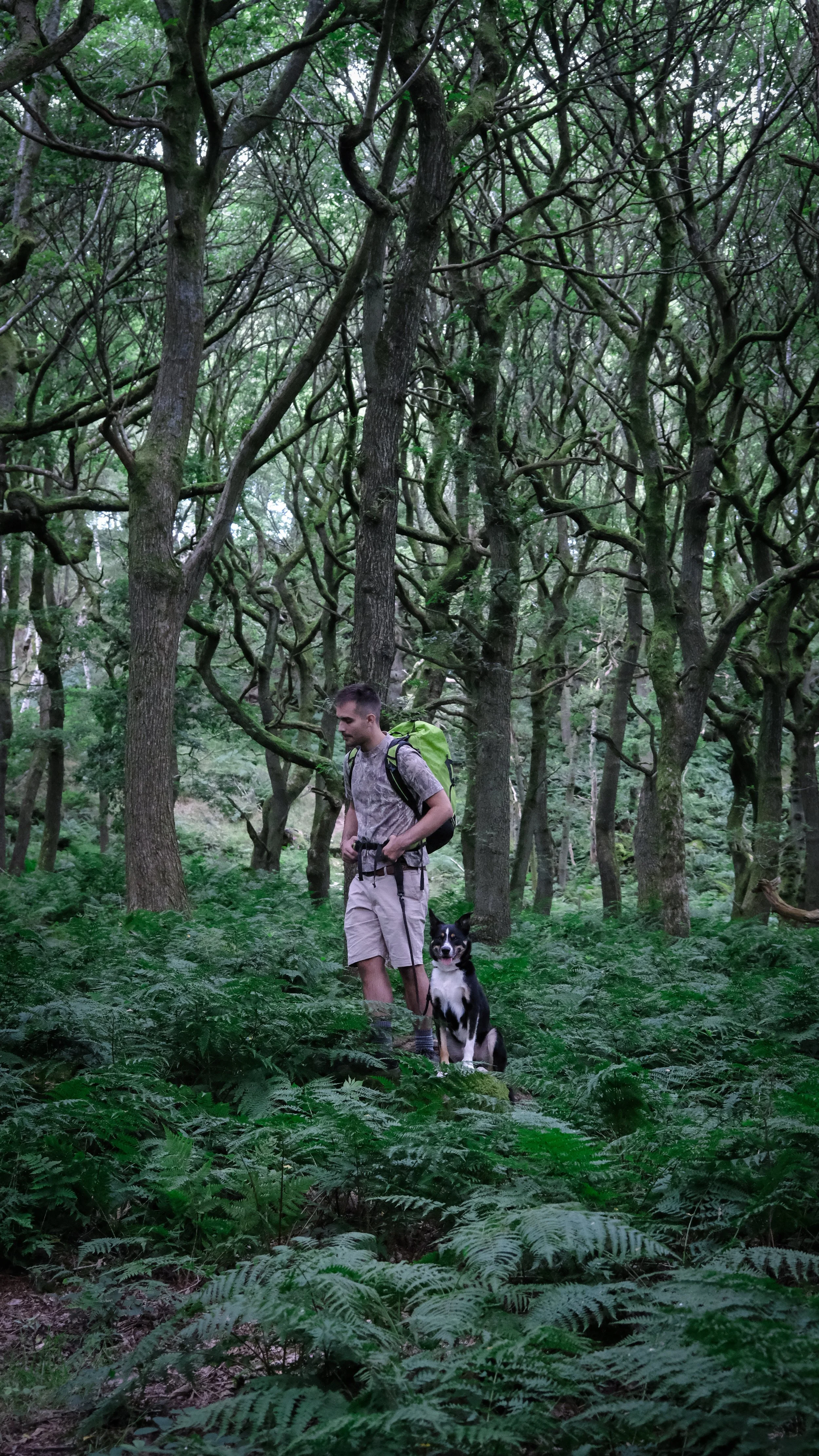 A man with a backpack hiking through a dense forest with a black and white dog sitting beside him.