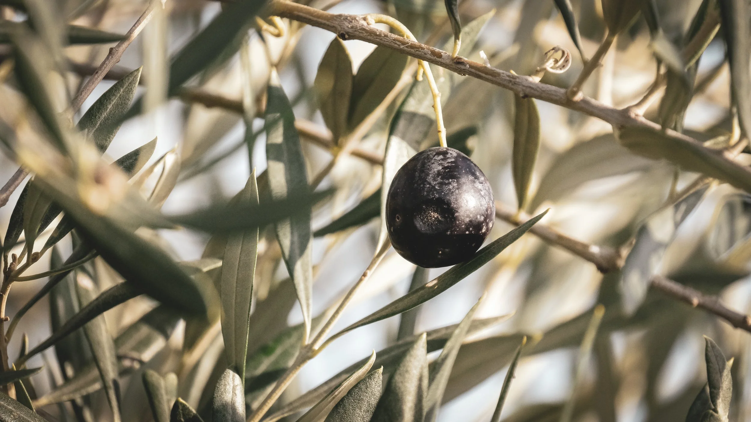 A close-up of an olive tree branch with one ripe black olive hanging amidst gray-green leaves.