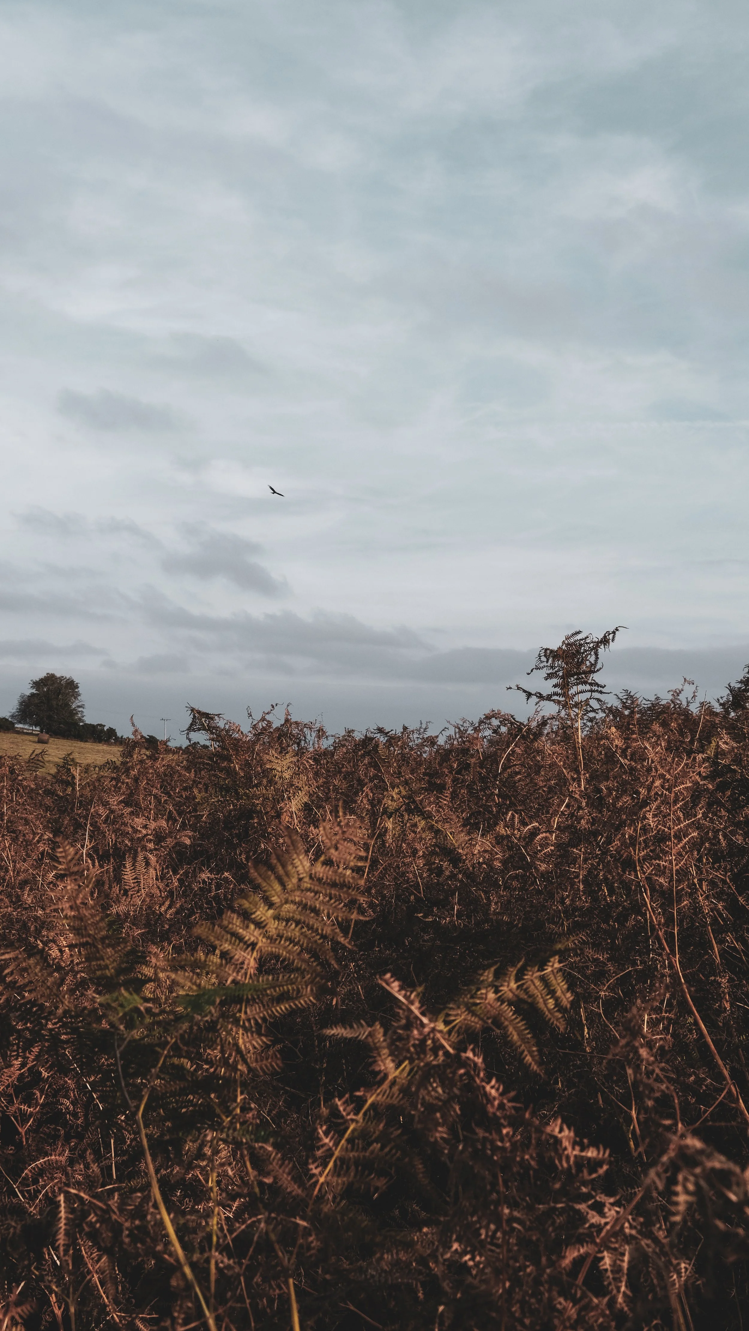 Field of brownish plants or bushes under a cloudy sky with a single bird flying overhead.